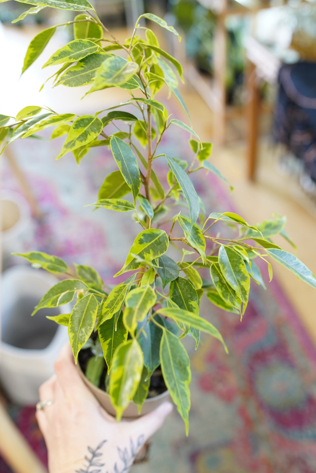 Ficus benjamina 'Anastasia'