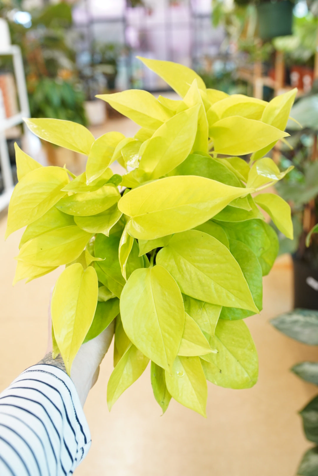 neon pothos outdoors Epipremnum Aureum 'Neon' Pothos | Easy to Care for Trailing Houseplant
