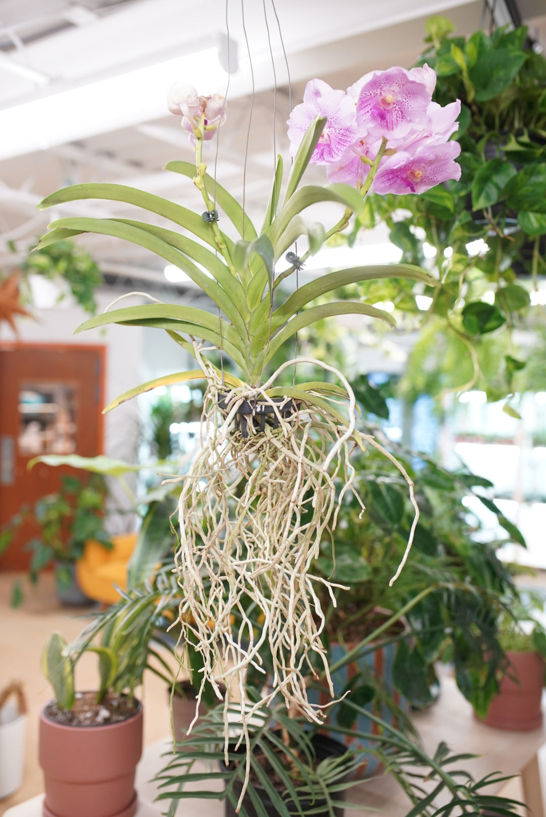Vanda Orchid