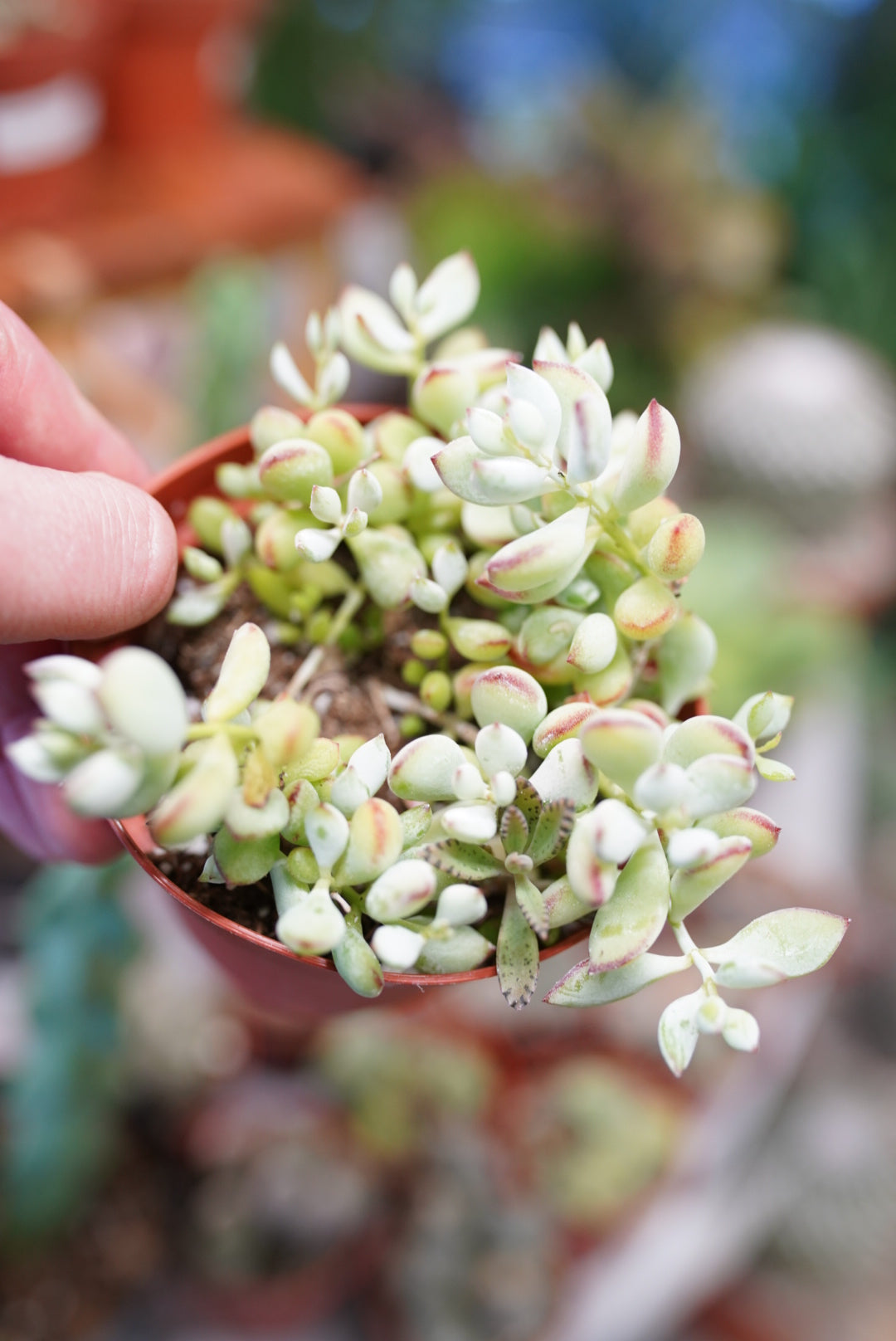 Cotyledon Pendens - Trailing Cliff