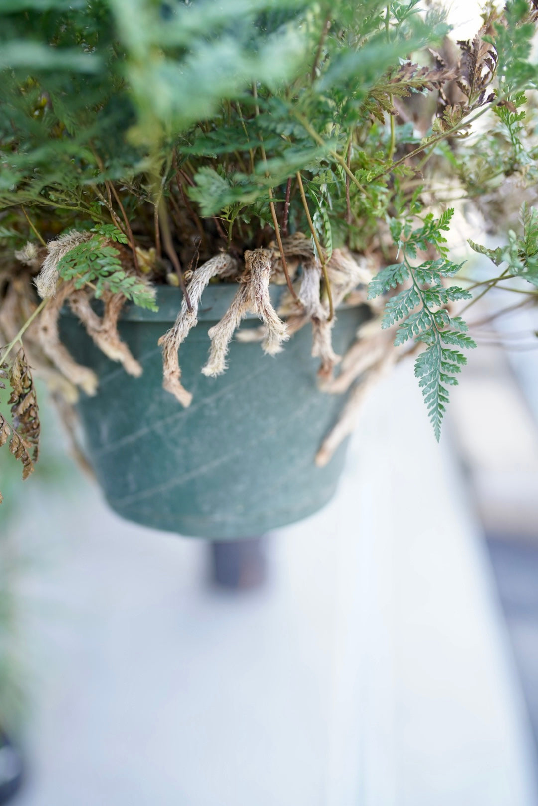 Rabbit’s Foot Fern