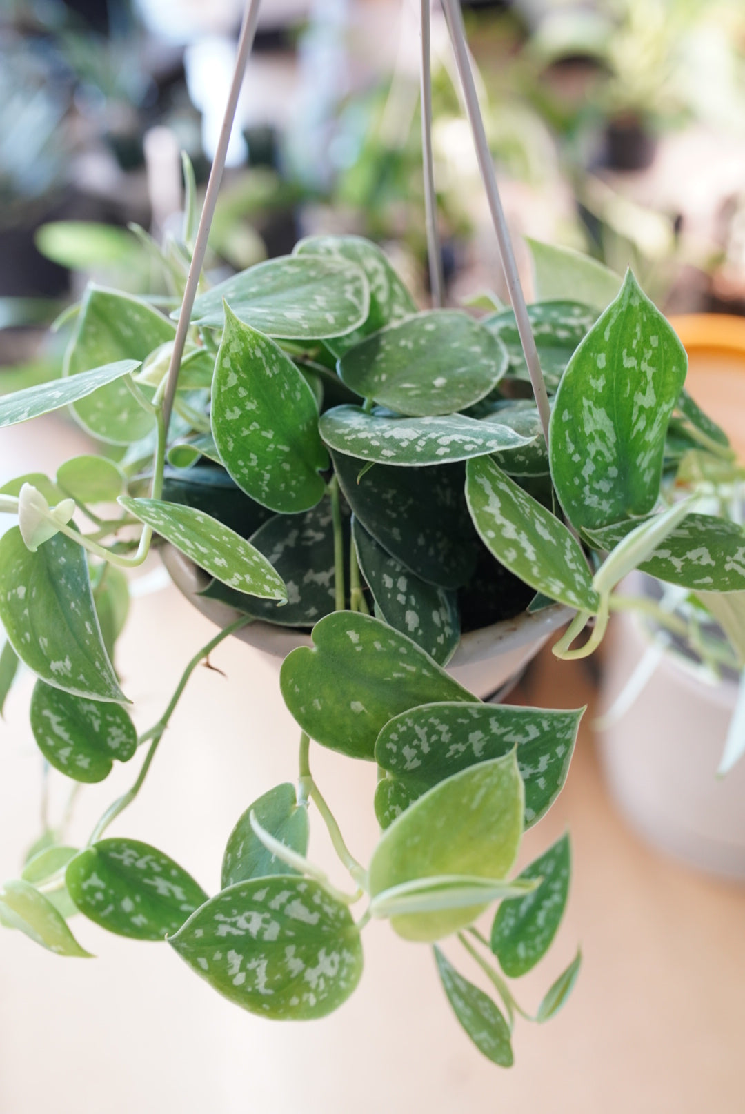 Scindapsus pictus ‘Silvery Ann'