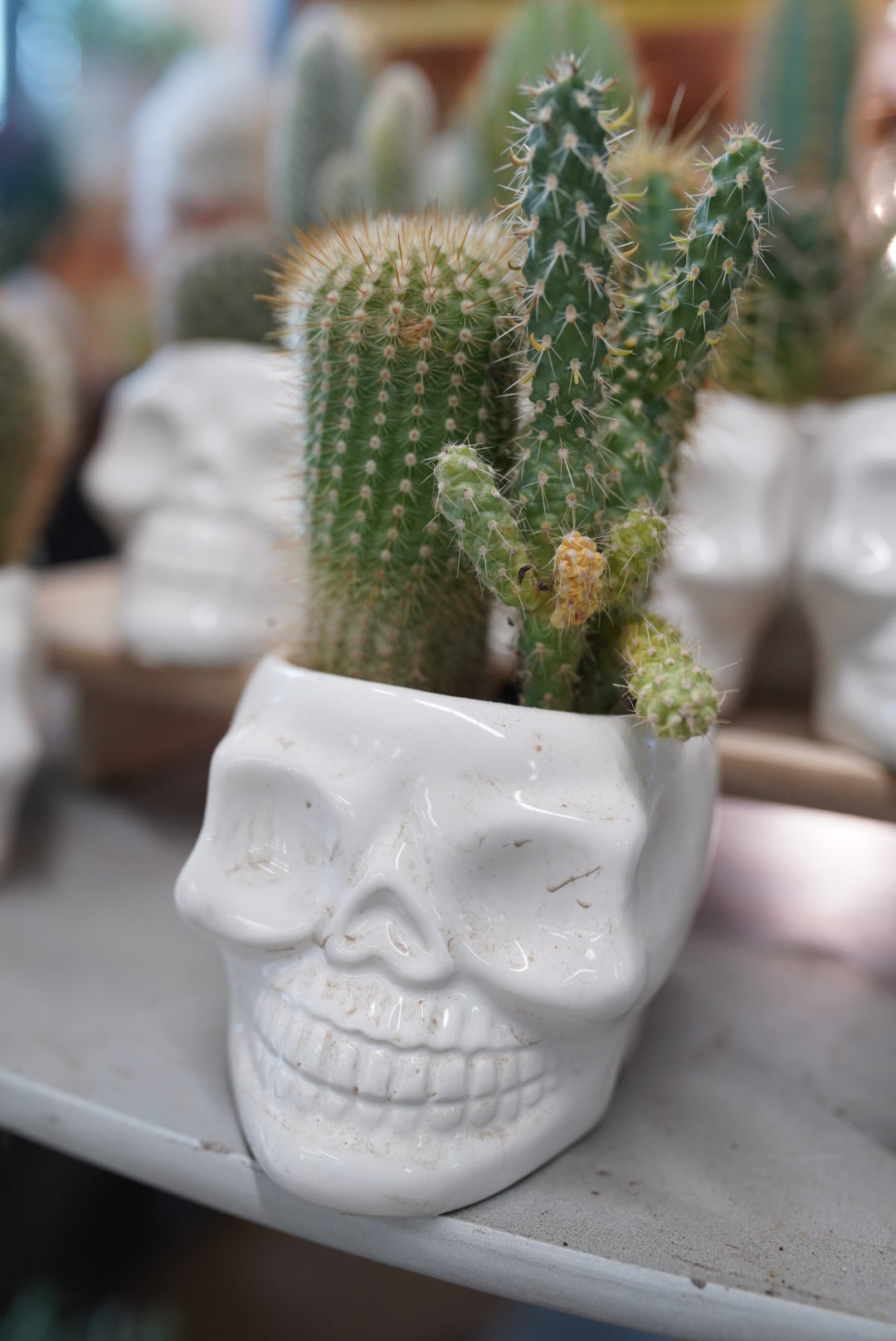 White Skull Cacti