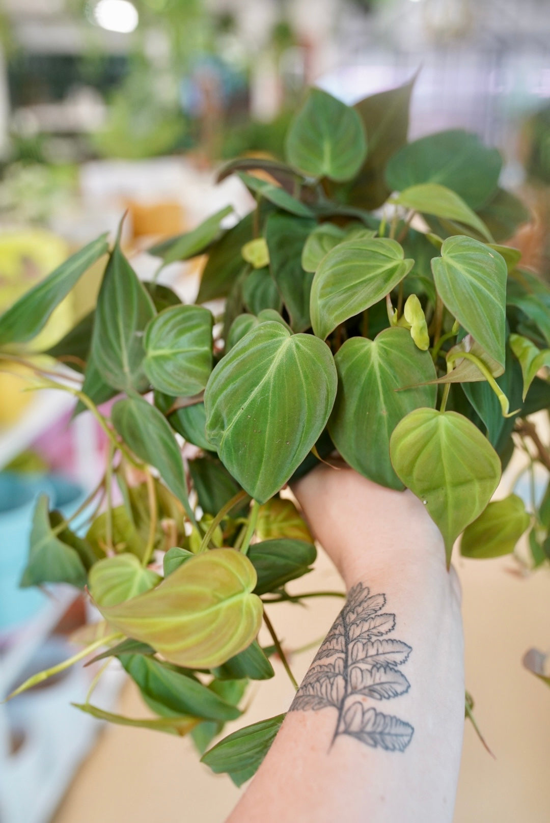 micron philodendron Philodendron 'Micans' 8" Hanging Basket