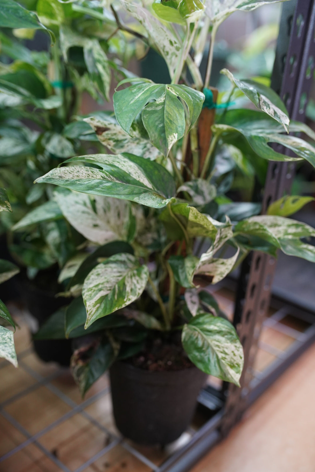 Epipremnum pinnatum 'Marble Flame'