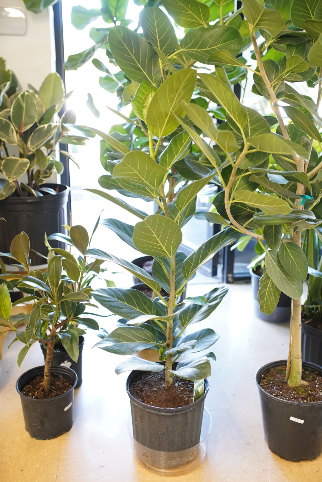 Ficus elastica 'Audrey'
