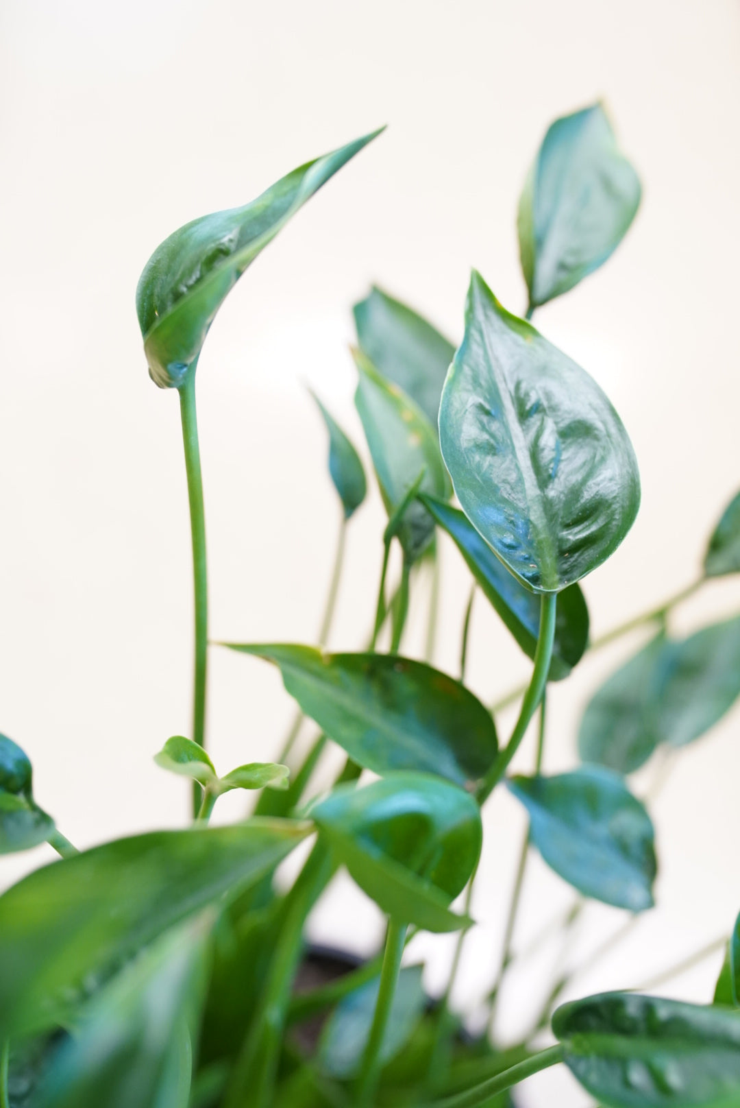 Alocasia Tiny Dancer