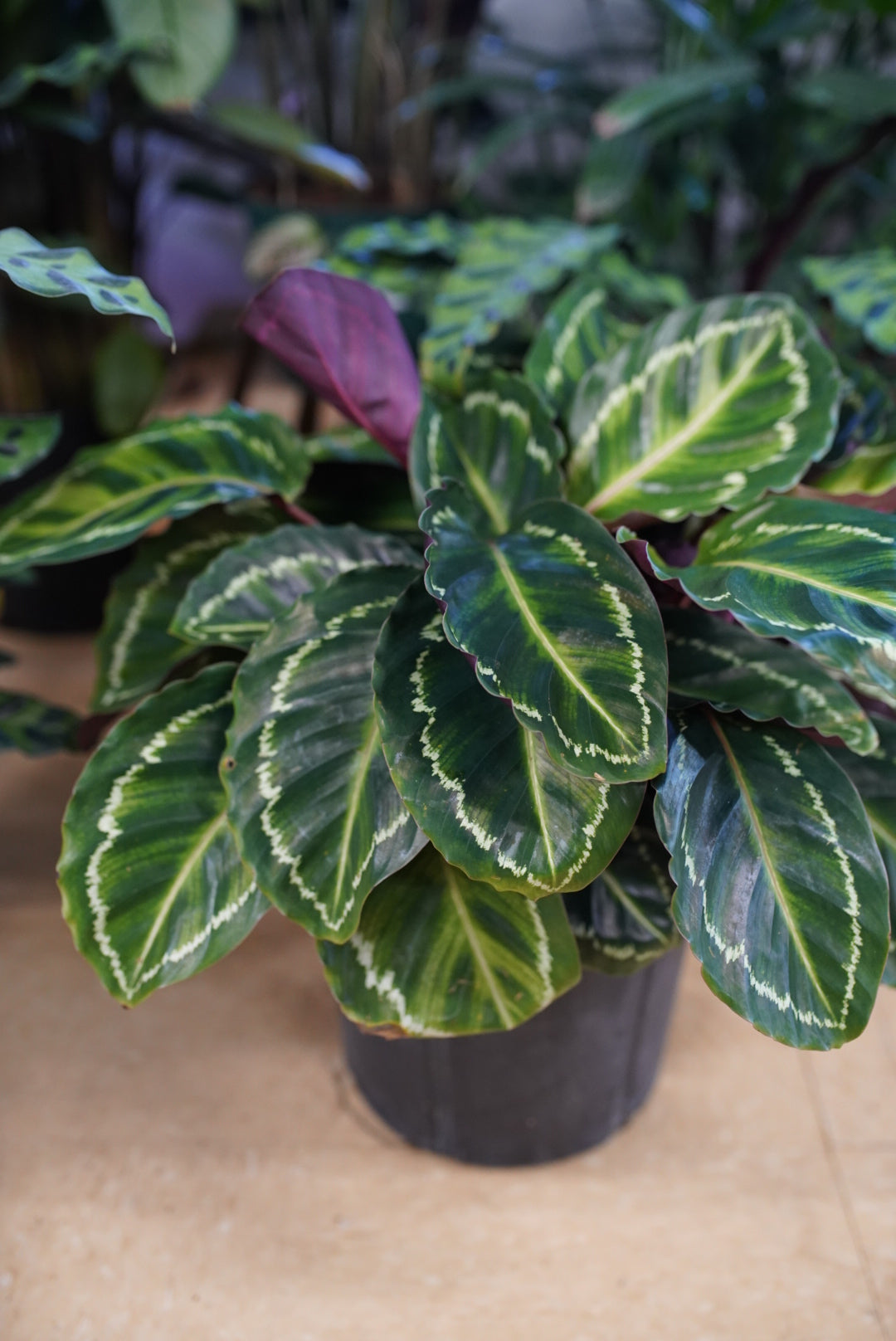 Calathea Medallion