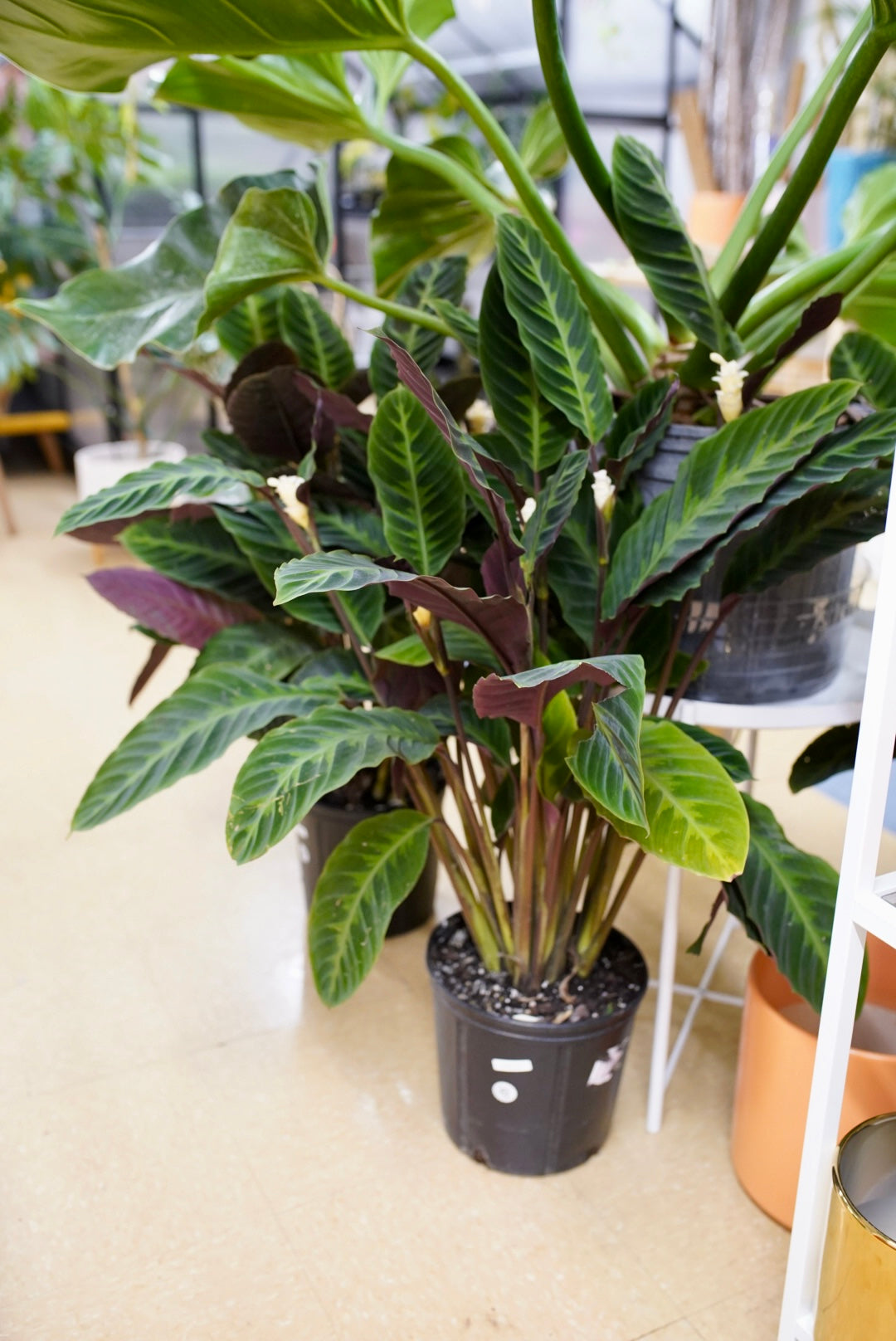 Calathea Warscewiczii 'Jungle Velvet'
