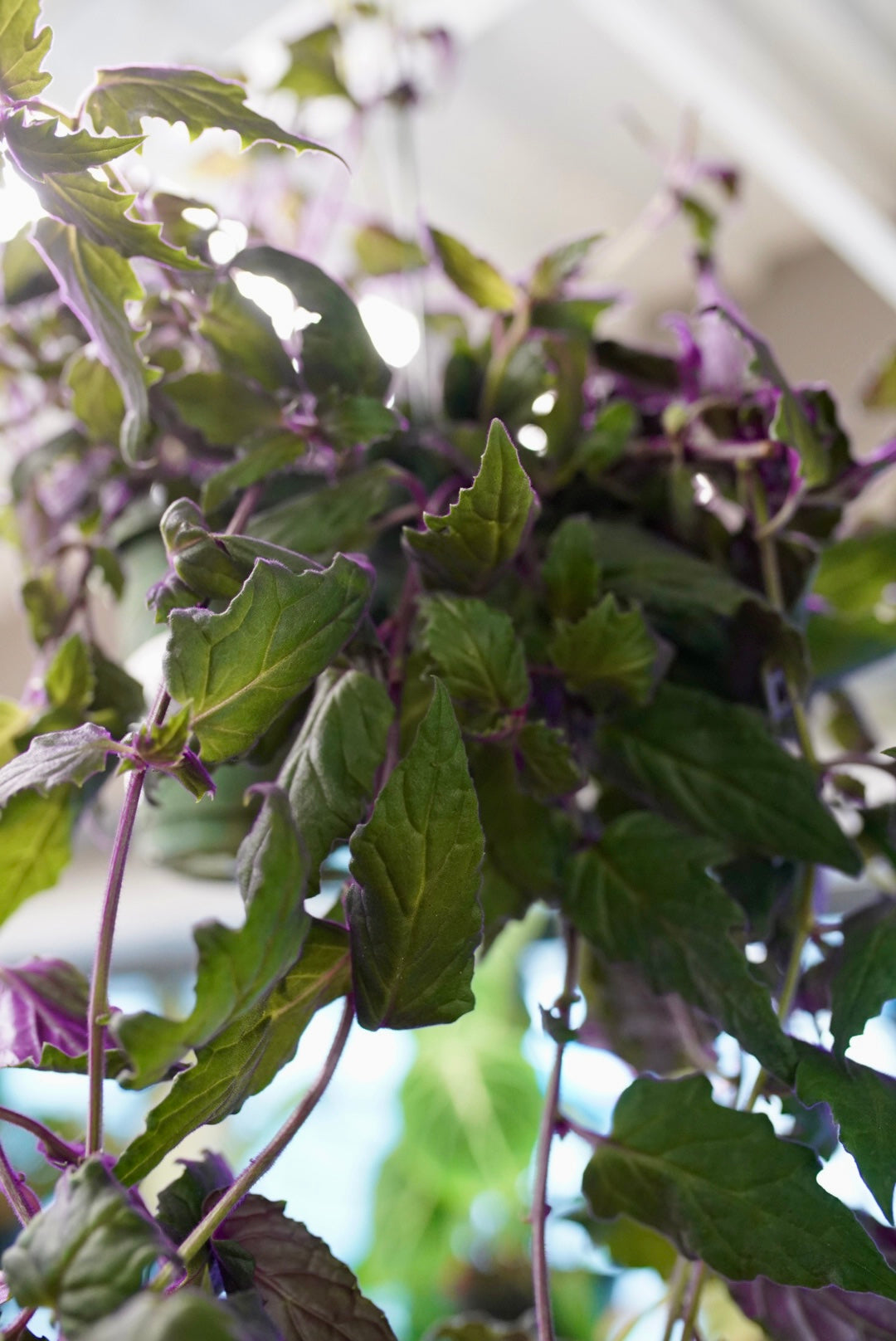 Purple Passion Plant
