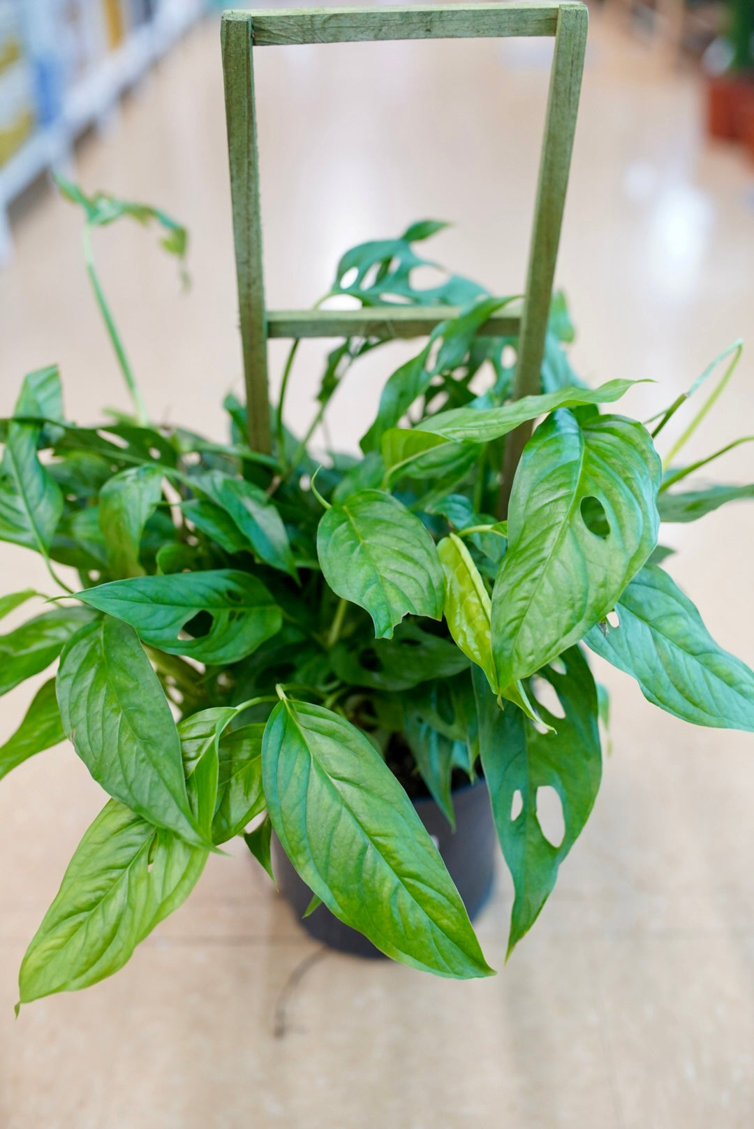 Monstera Adansonii (Swiss Cheese)
