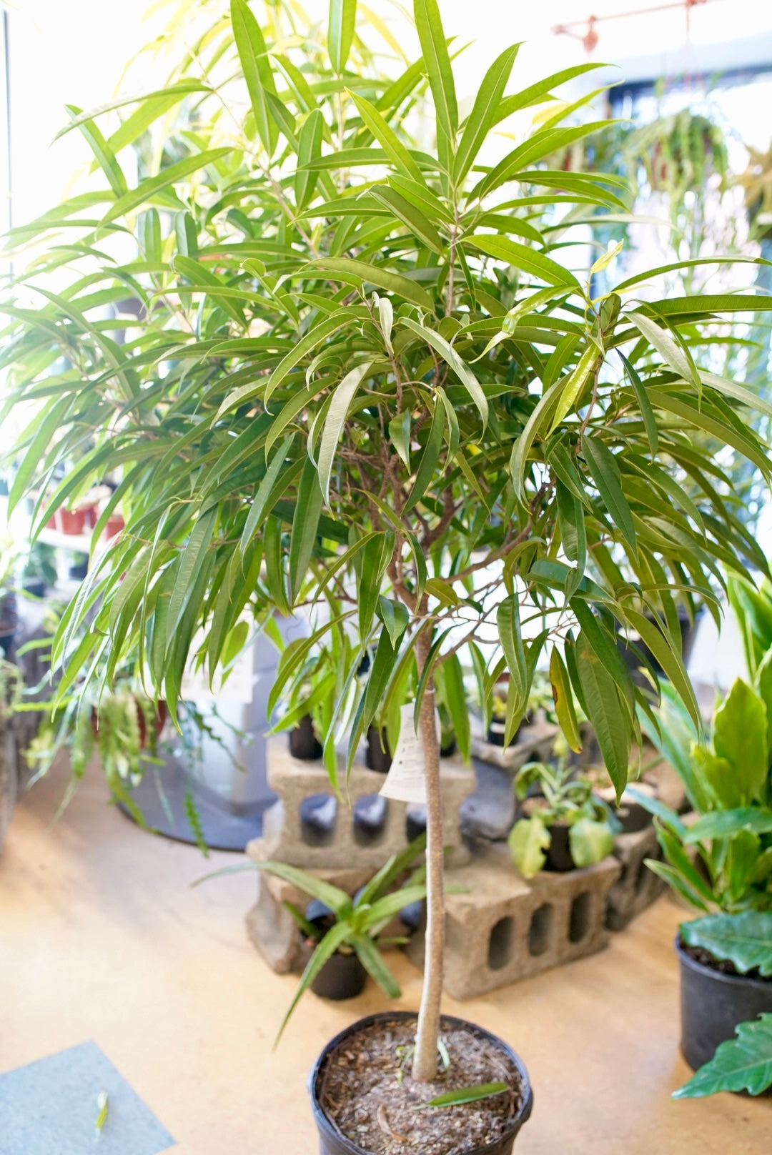 Ficus binnendijkii ‘Alii’, Long Leaved Fig