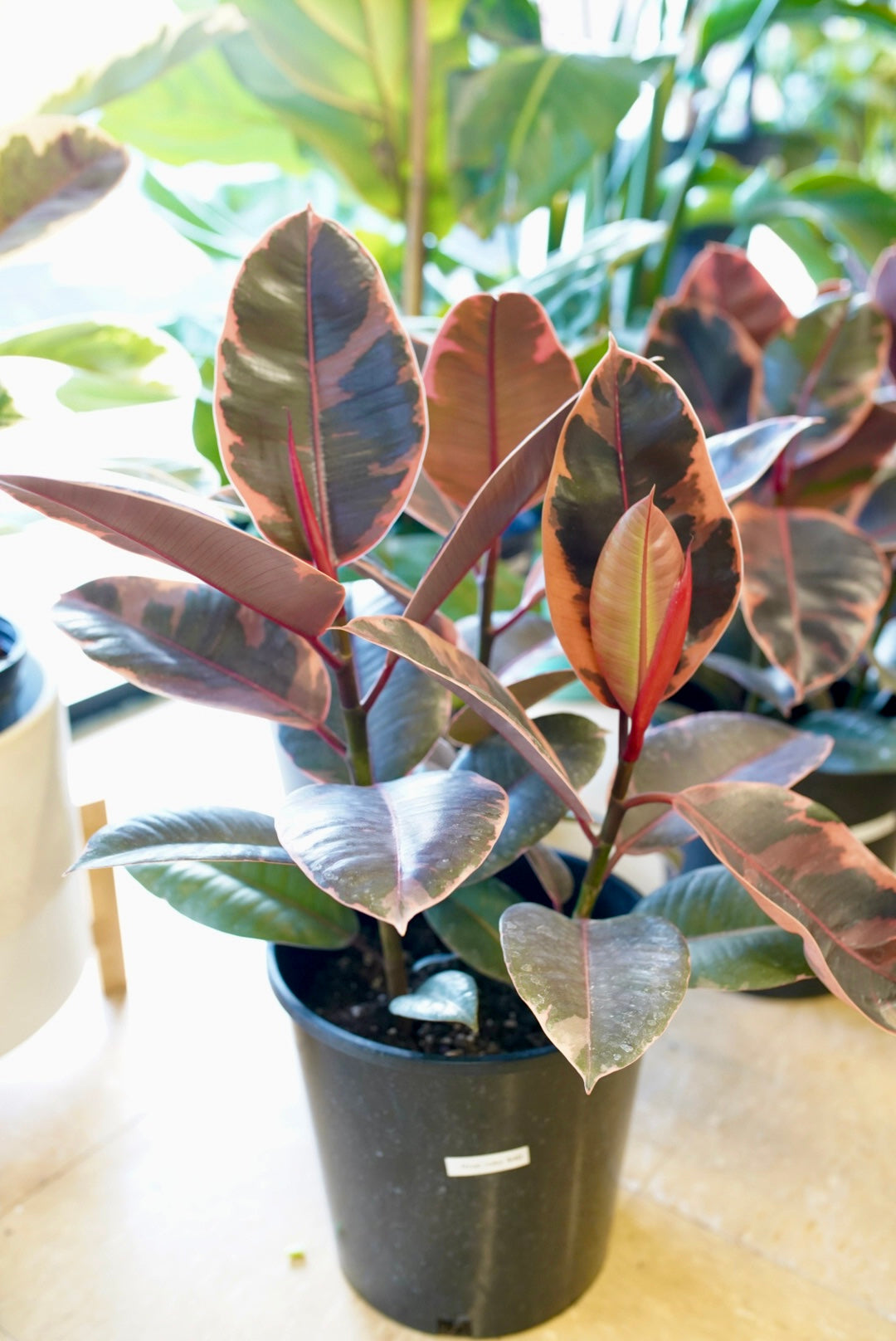 Ficus Elastica ‘Ruby’ - Rubber Plant