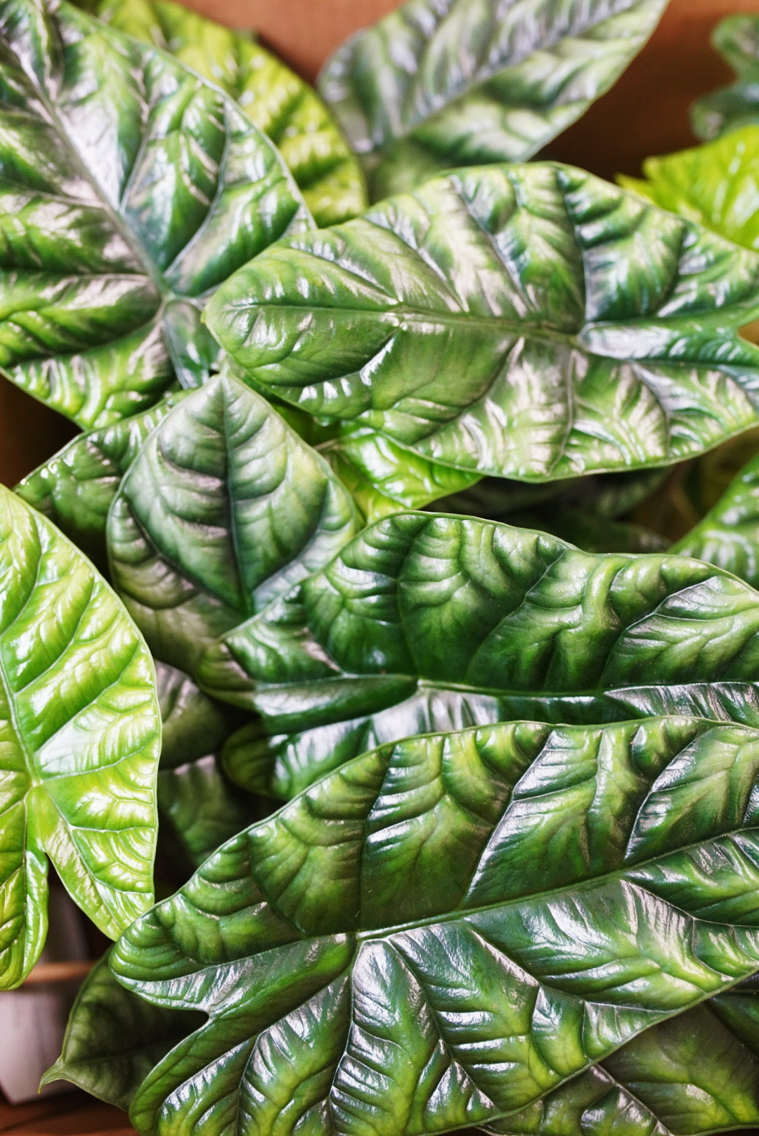Alocasia sinuata "Quilted Dreams"