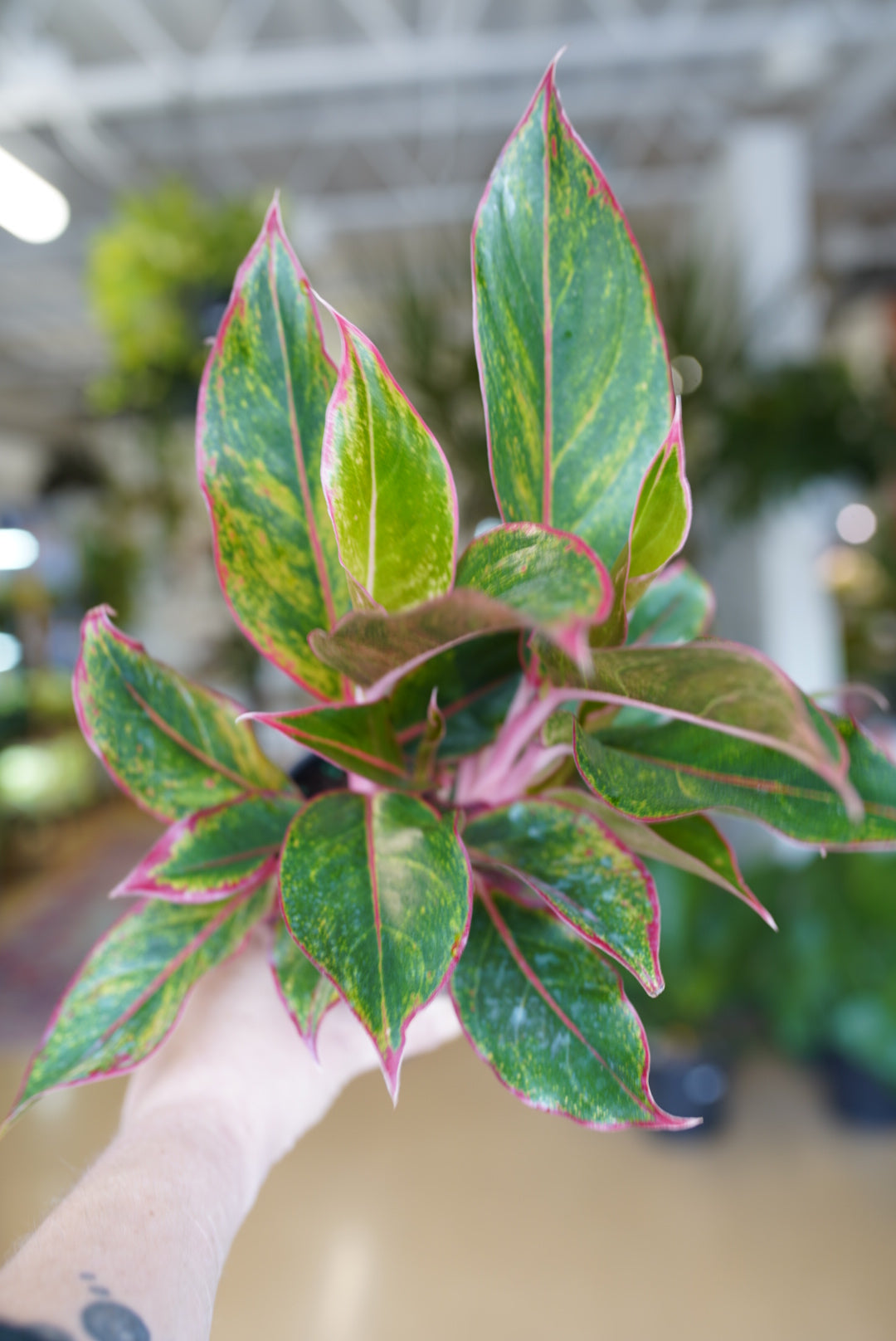 Aglaonema Siam (Red) | Chinese Evergreen