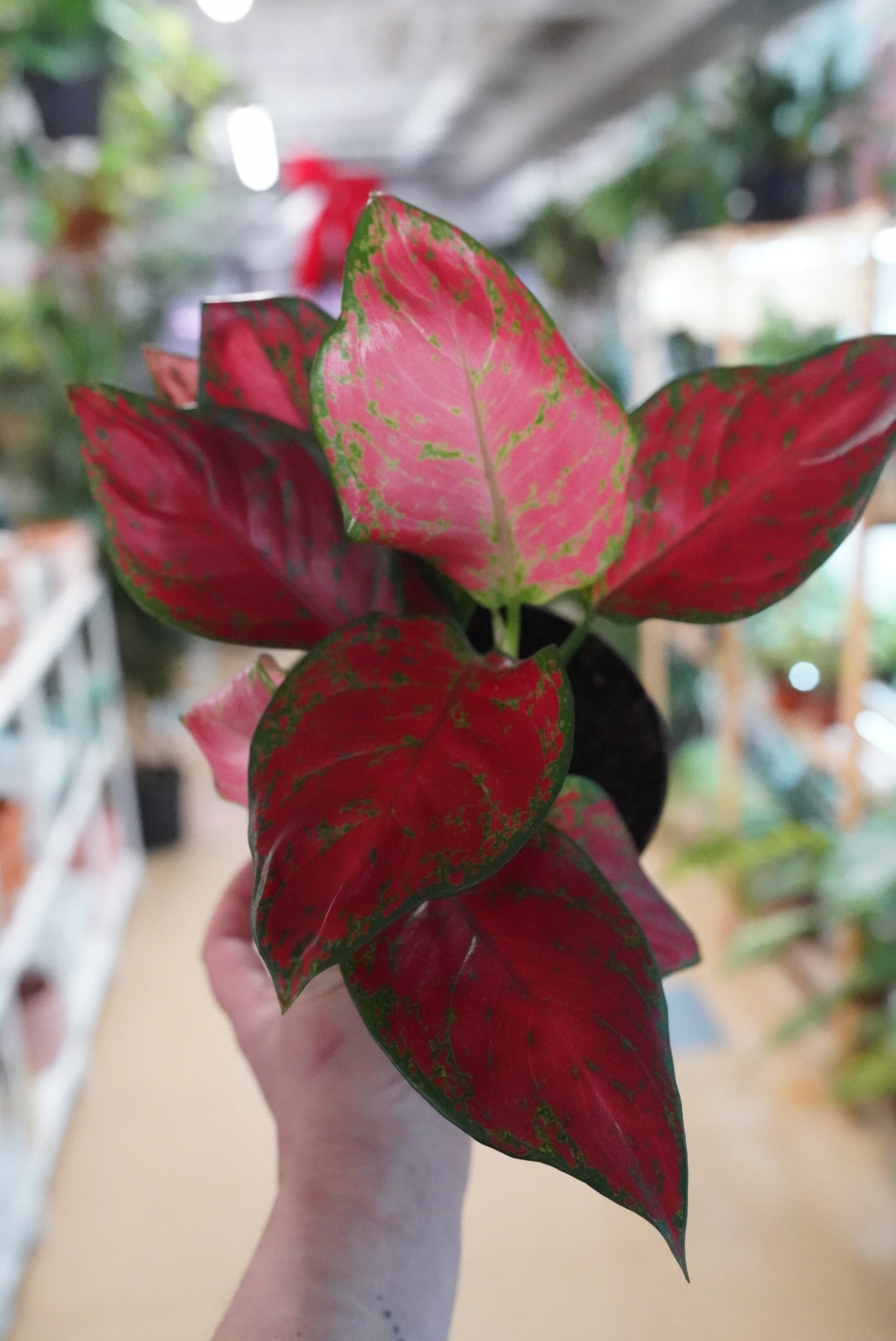 Aglaonema 'Rich Red'