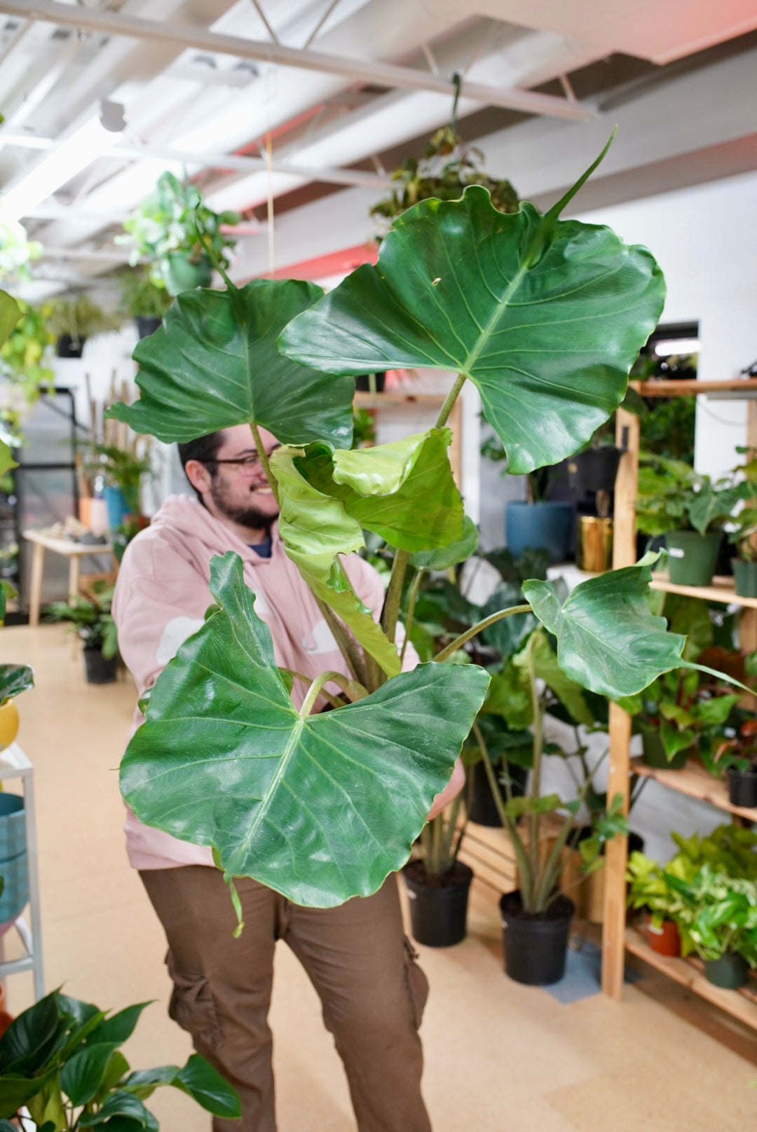 Alocasia Stingray