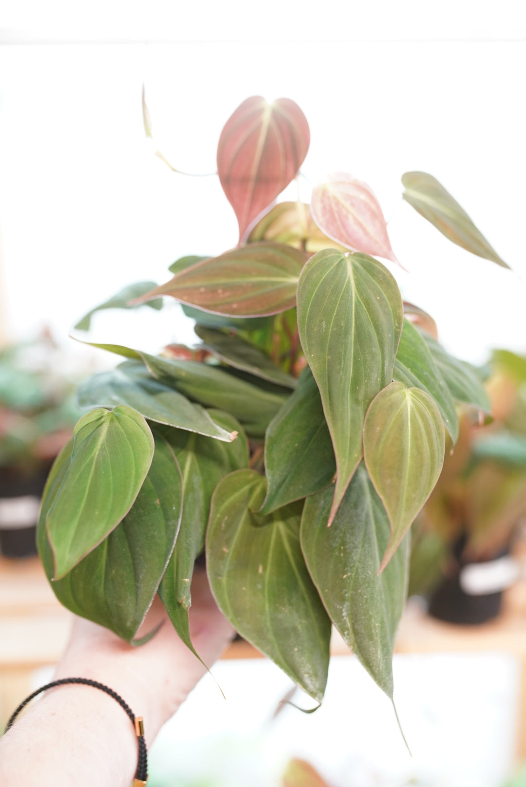 Philodendron Micans