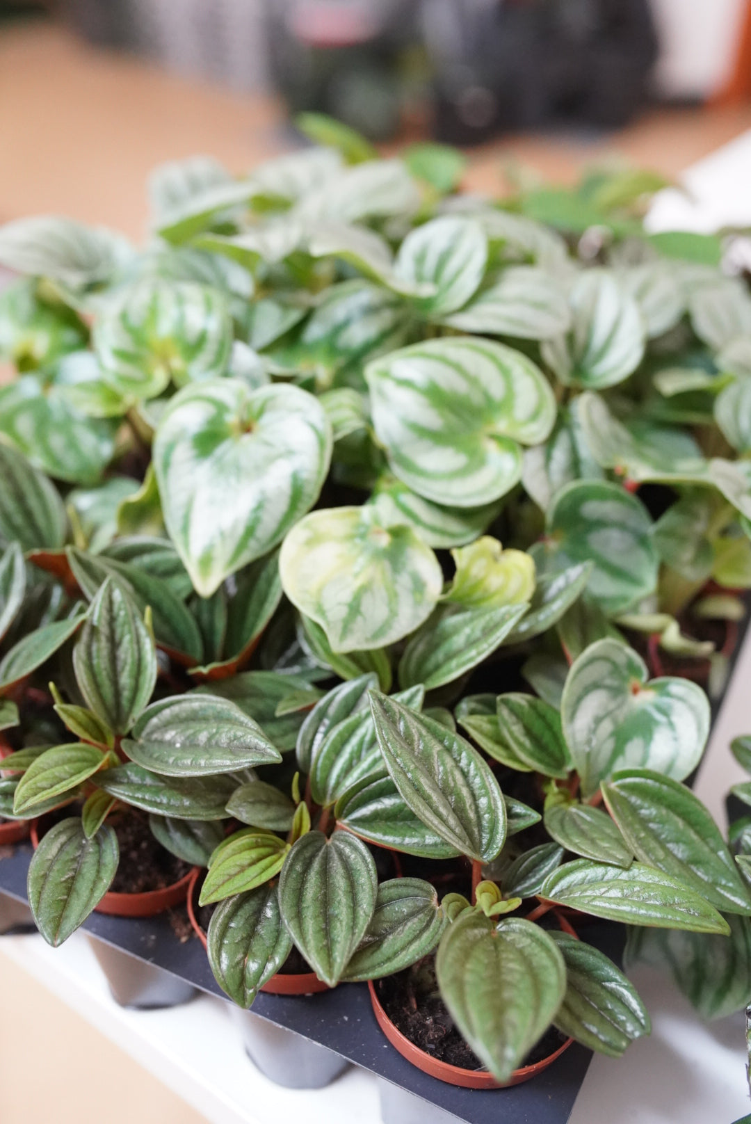 2" Assorted Peperomia