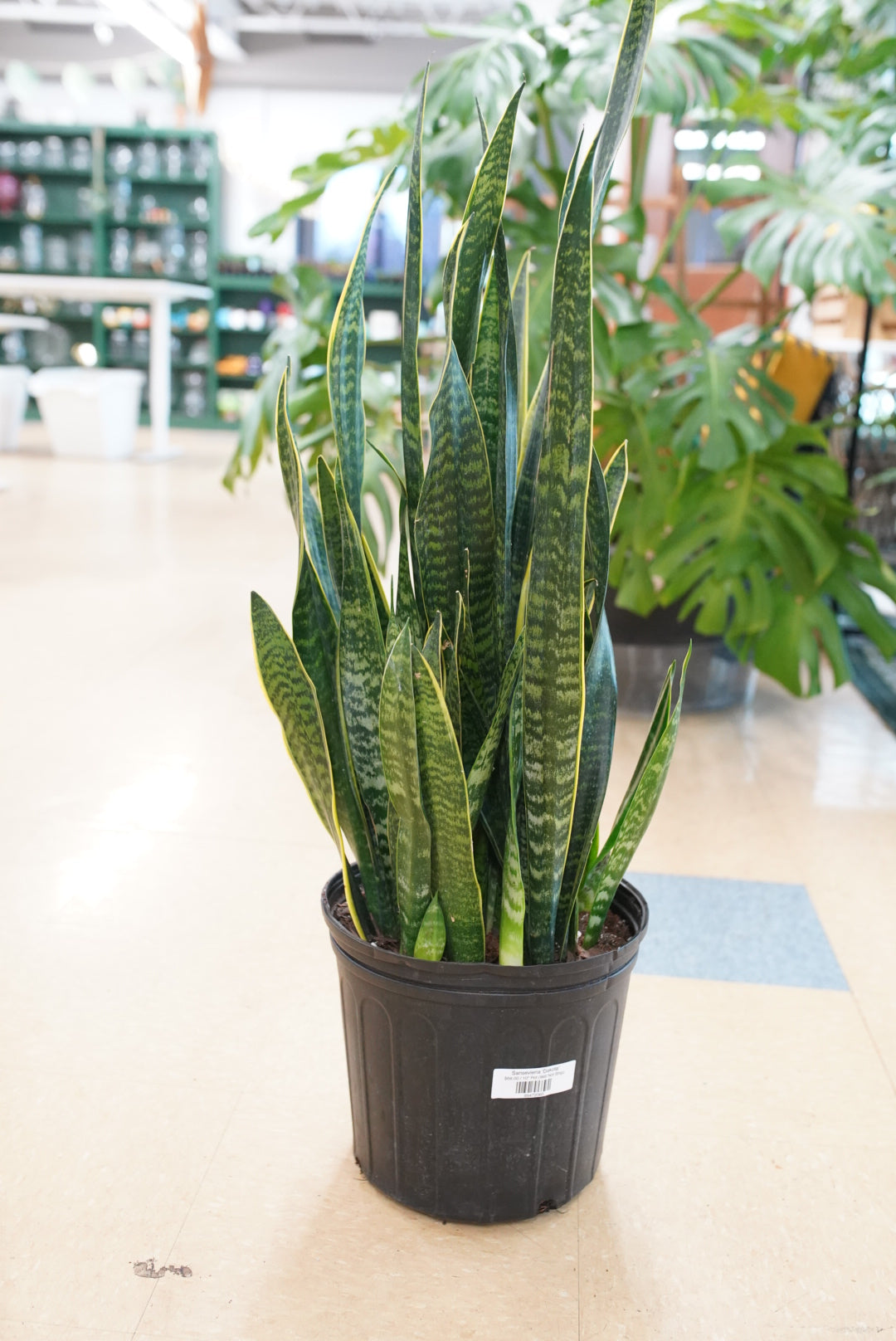 indoor snake plant for sale Sansevieria 'Dakota'