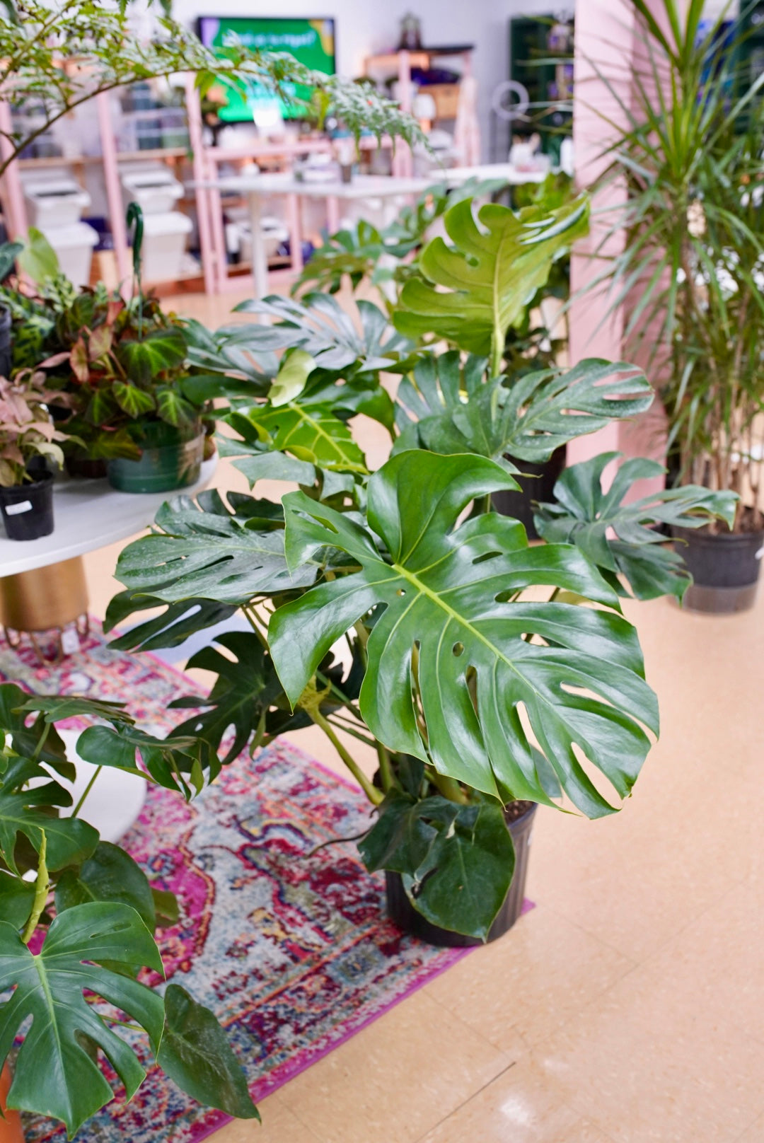 Monstera Deliciosa