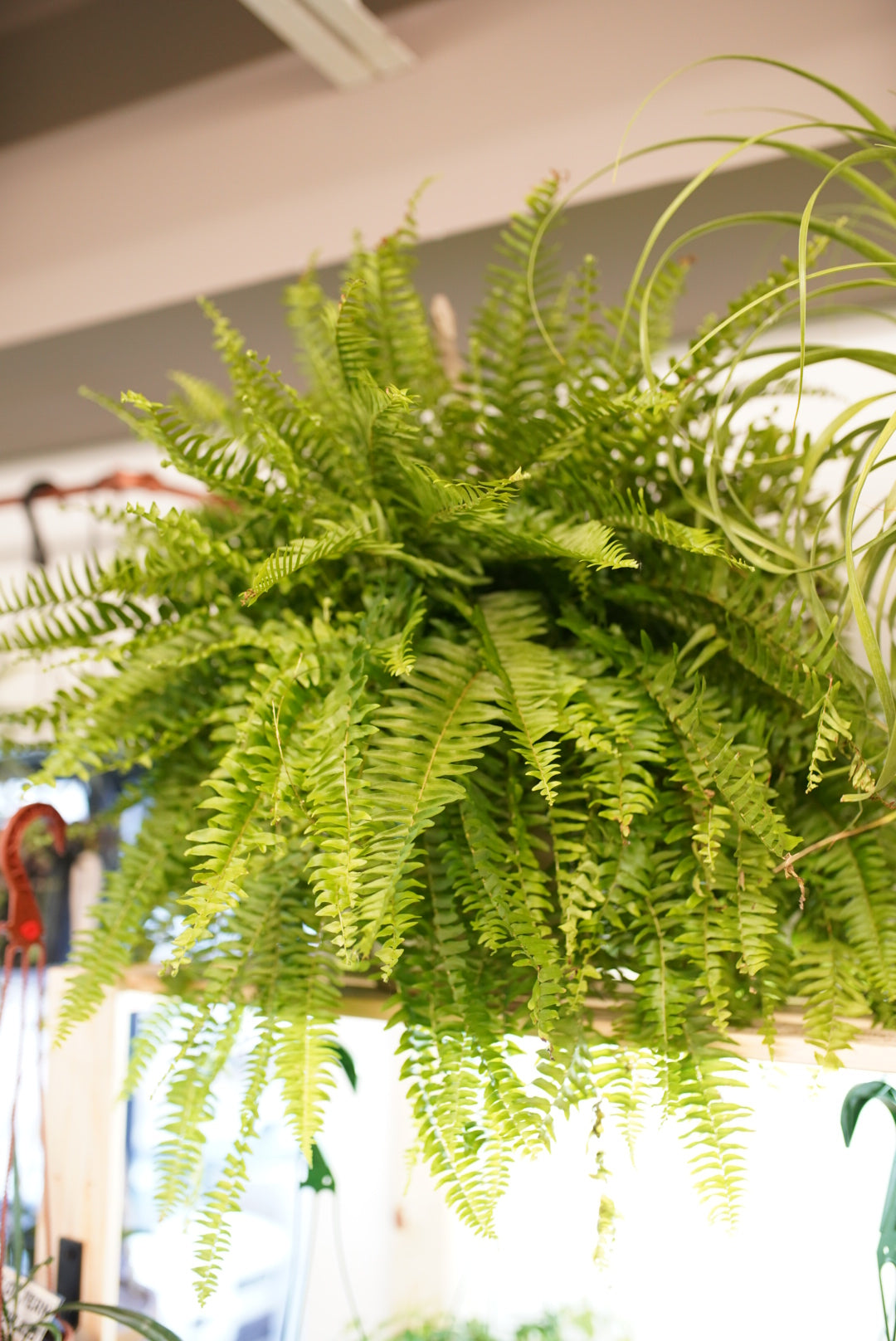 Dallas Fern