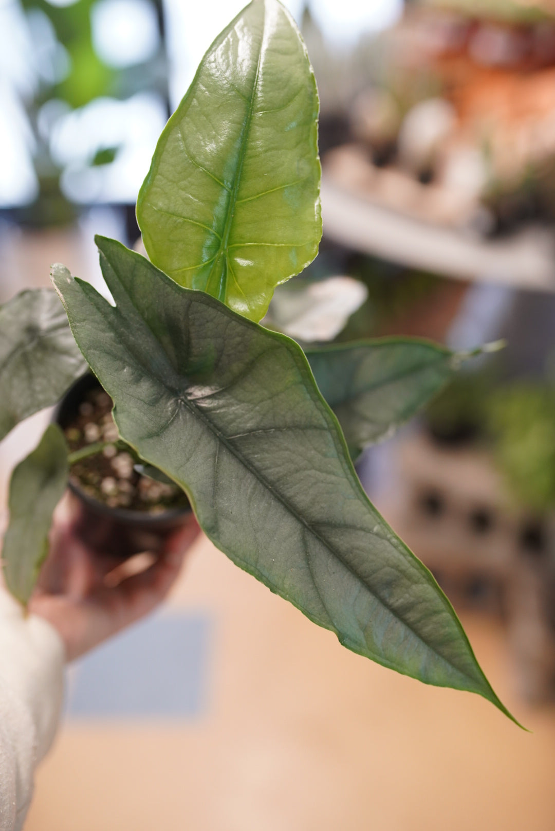 Alocasia heterophylla 'Dragon's Breath'