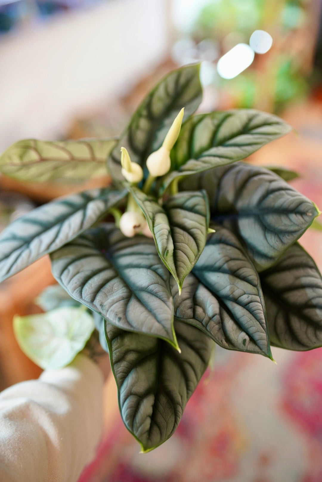 Alocasia baginda 'Silver Dragon' – Ruby Flora Plant Shop