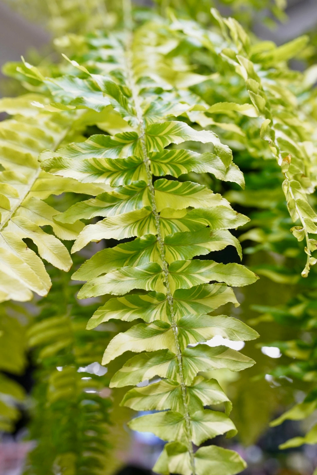 Variegated Tiger Fern