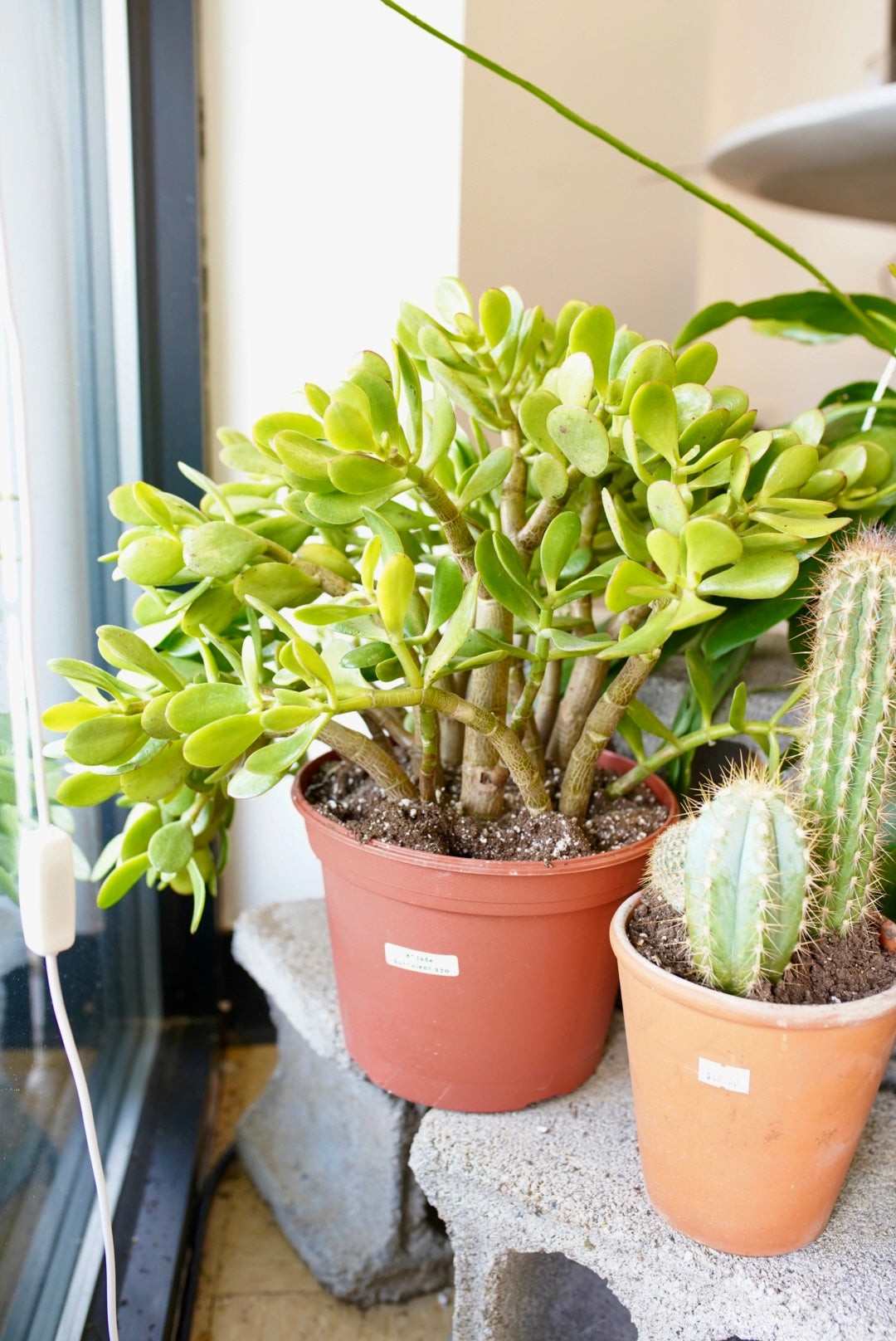 Crassula ovata ‘Jade’ plant