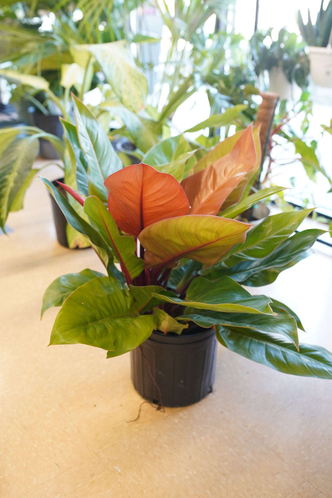 Philodendron Prince of Orange
