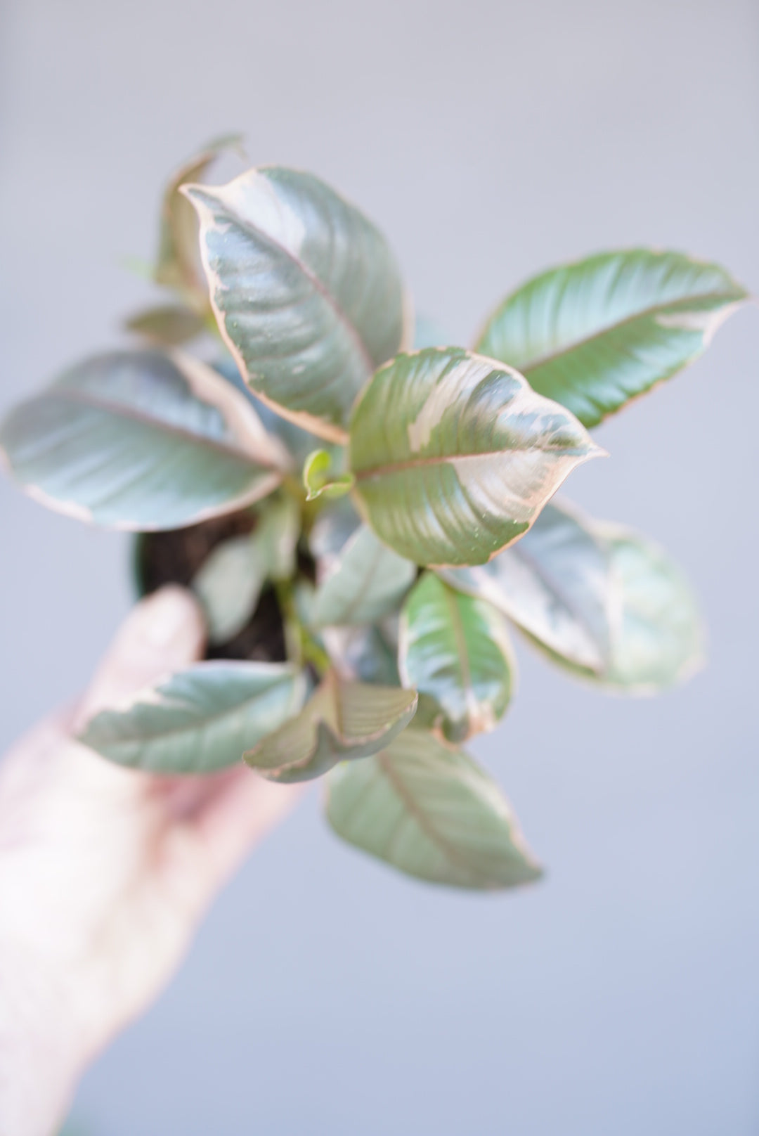 Ficus Elastica ‘Ruby’ - Rubber Plant