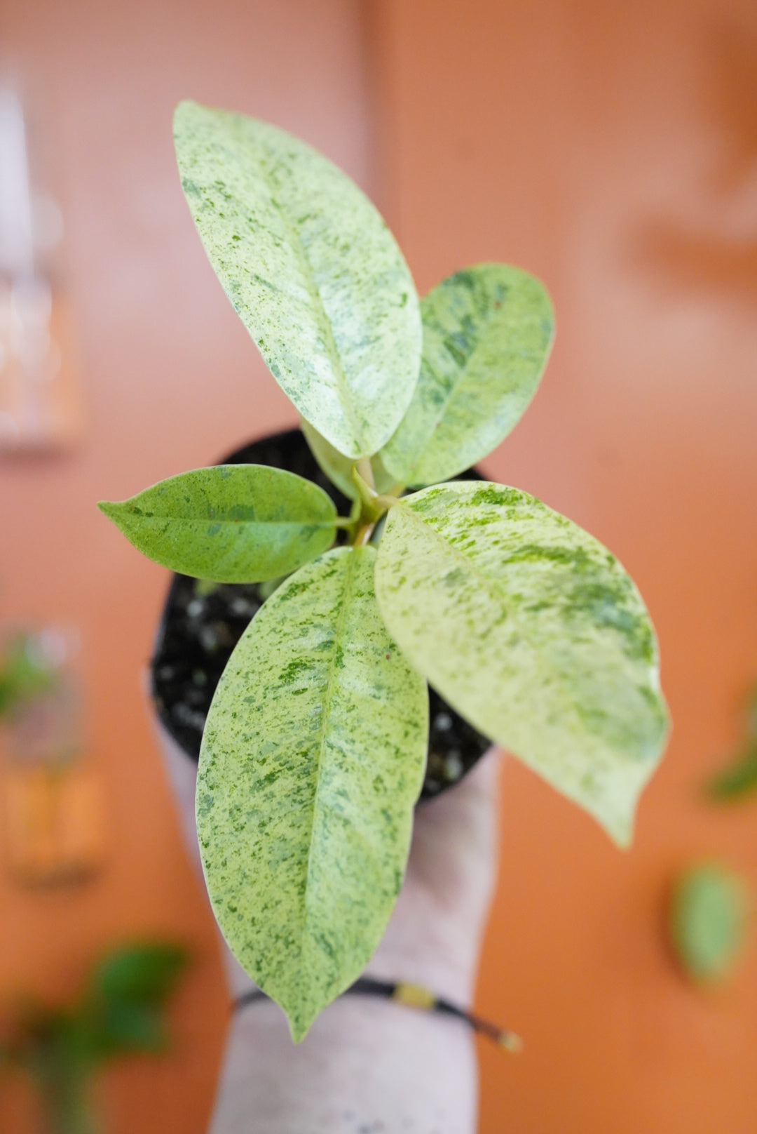 Ficus Moonshine Variegata "Shivereana"