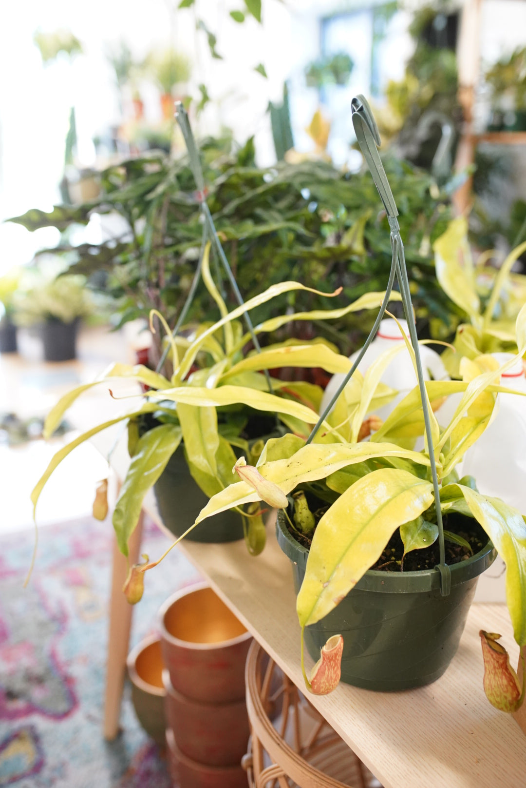 Gaya Nepenthes Pitcher Plant