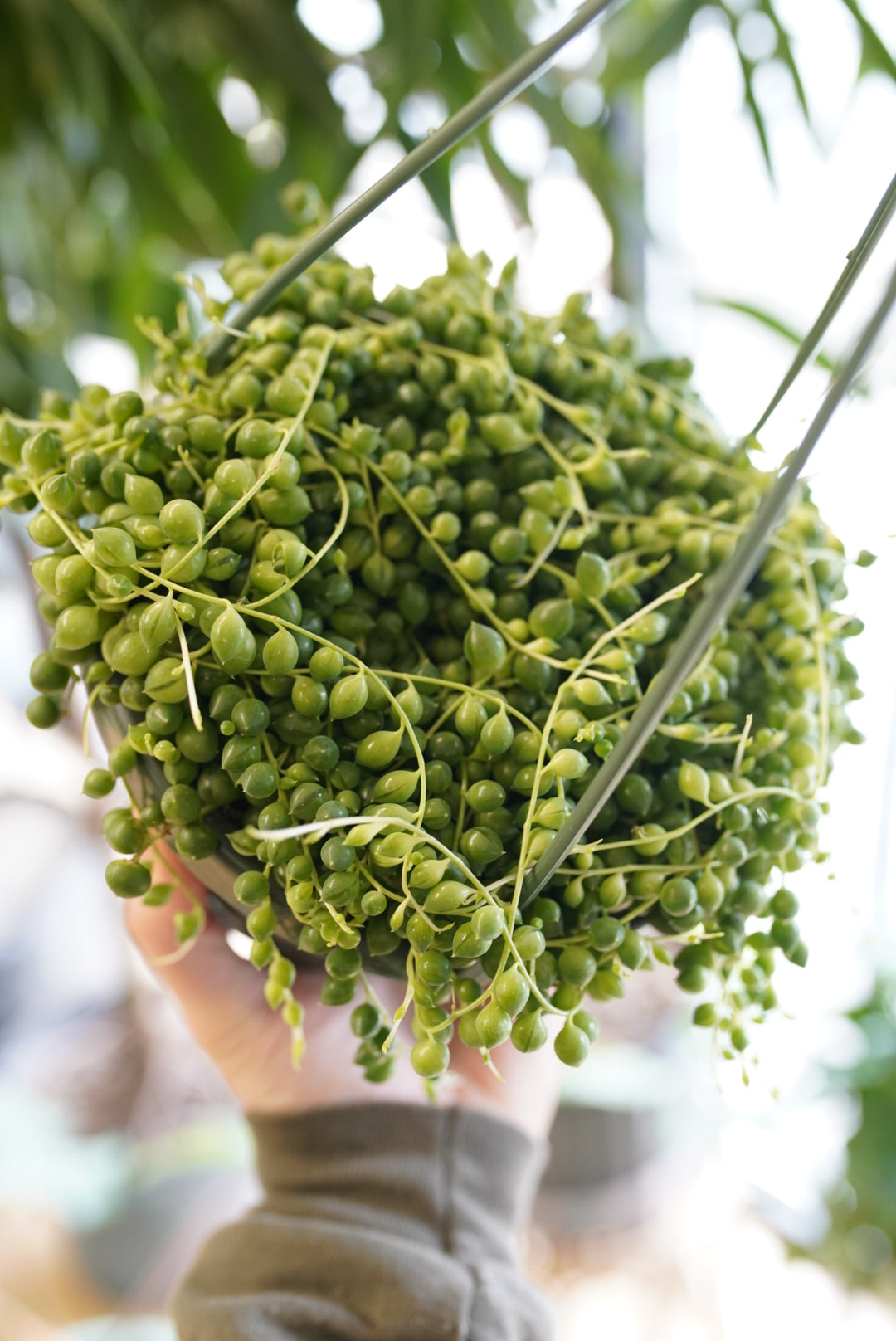 String of Pearls (Senecio Rowleyanus)