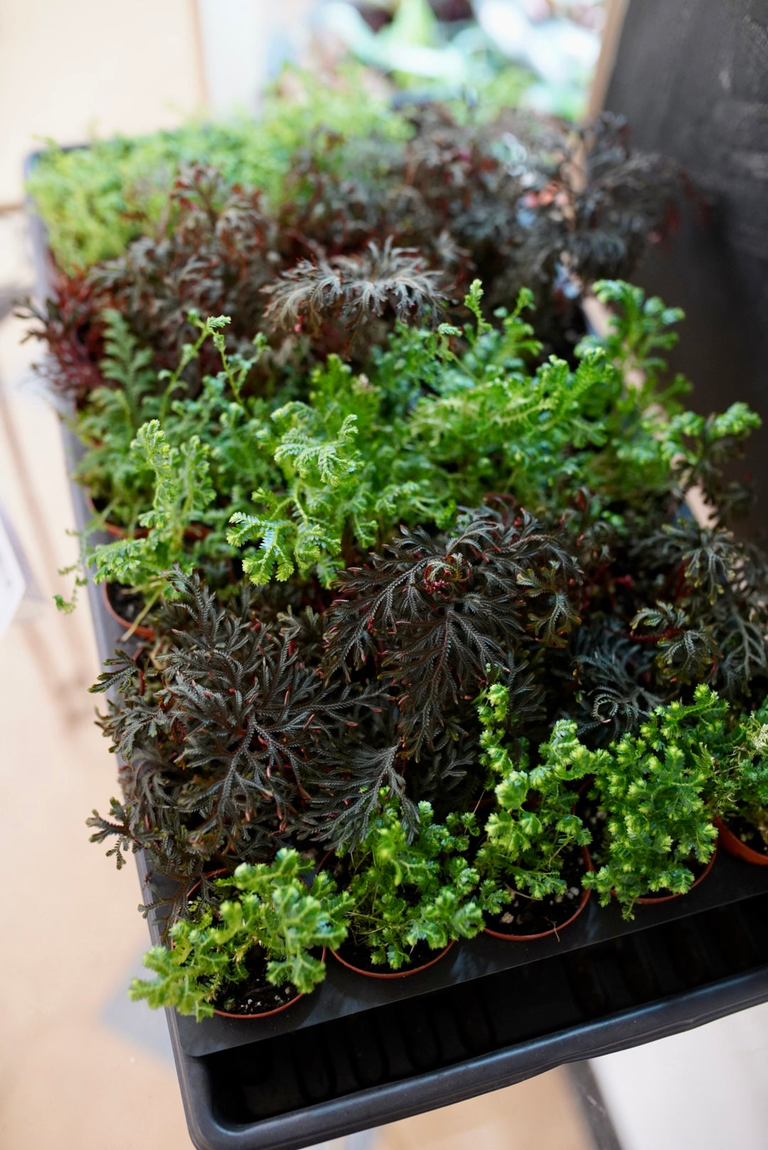 Selaginella (Moss) -2" mini