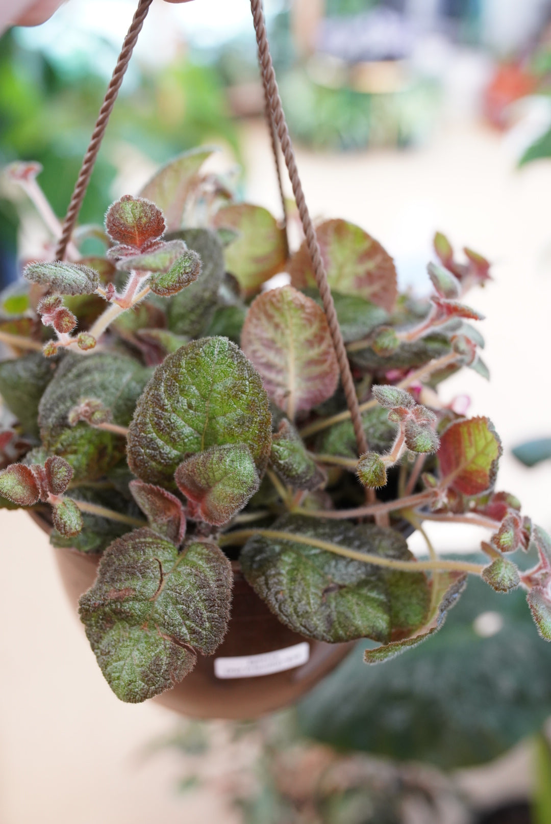 Episcia