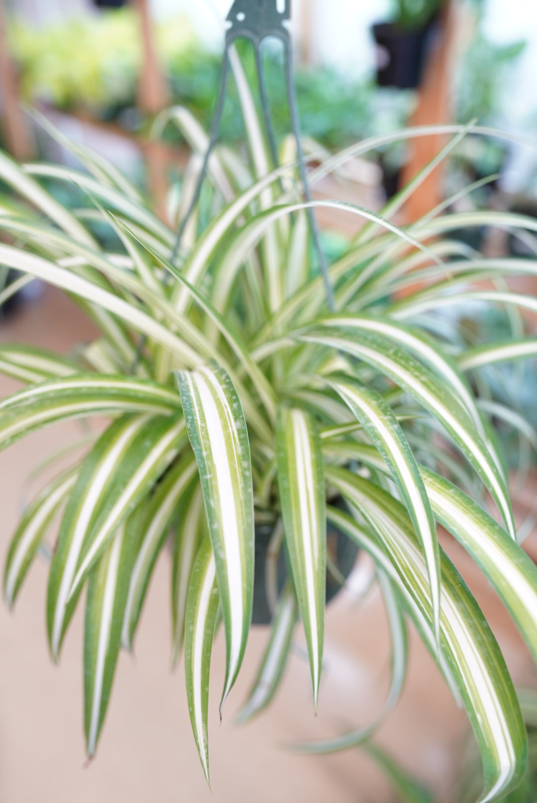 Variegated Spider Plant