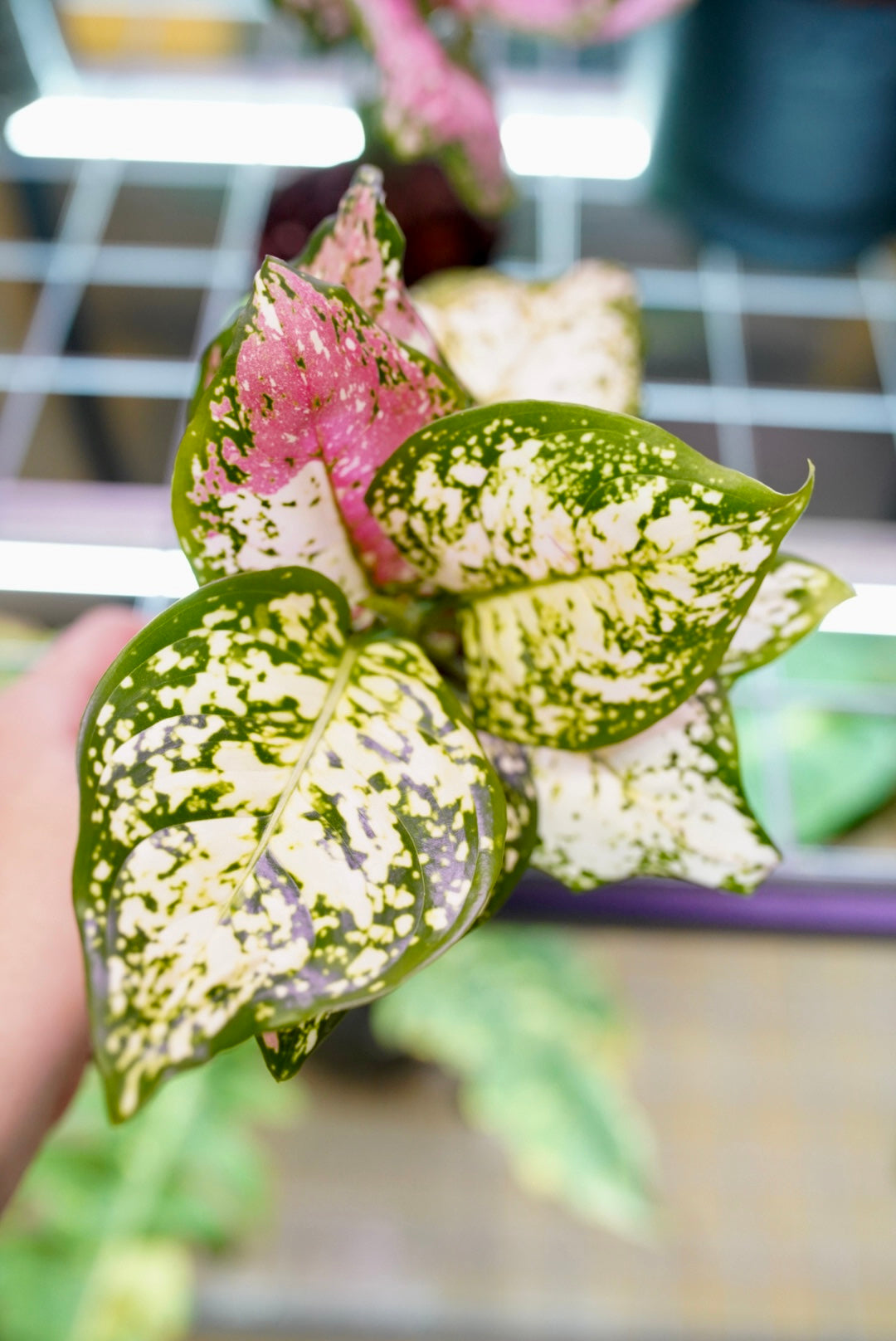 Aglaonema Pictum Tricolor