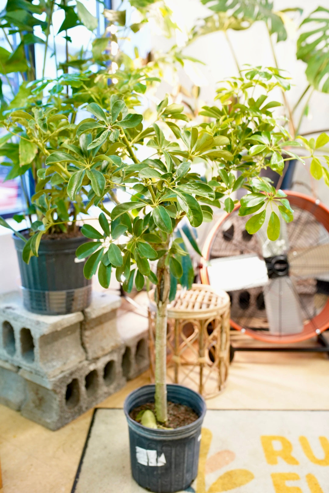 Schefflera (Umbrella Plant)