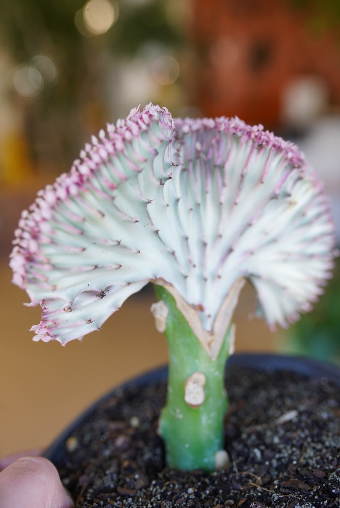coral cactus soil Euphorbia Lactea