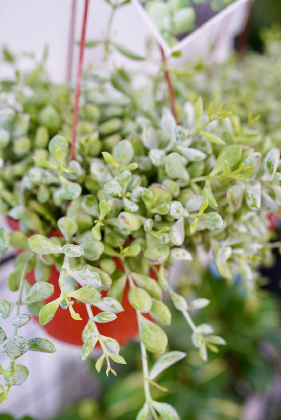 Trailing Cliff Cotyledon