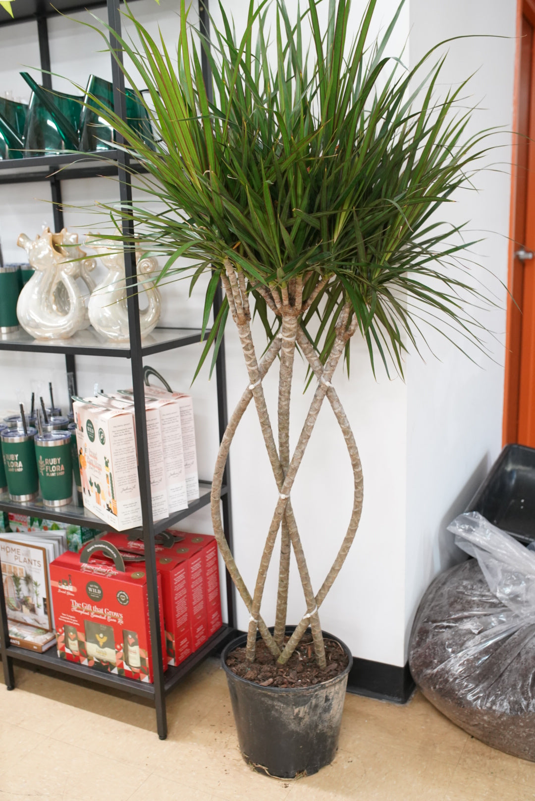 Dracaena Marginata - Zulu Weave Braid