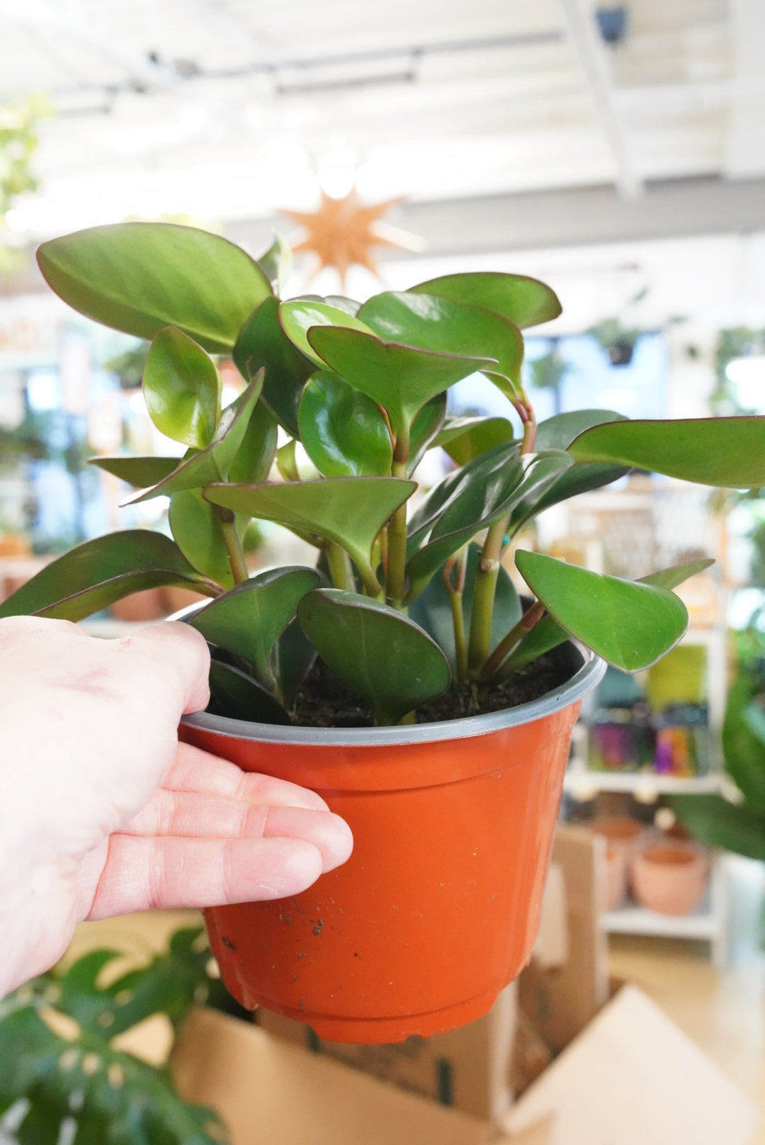 Peperomia Red Margin