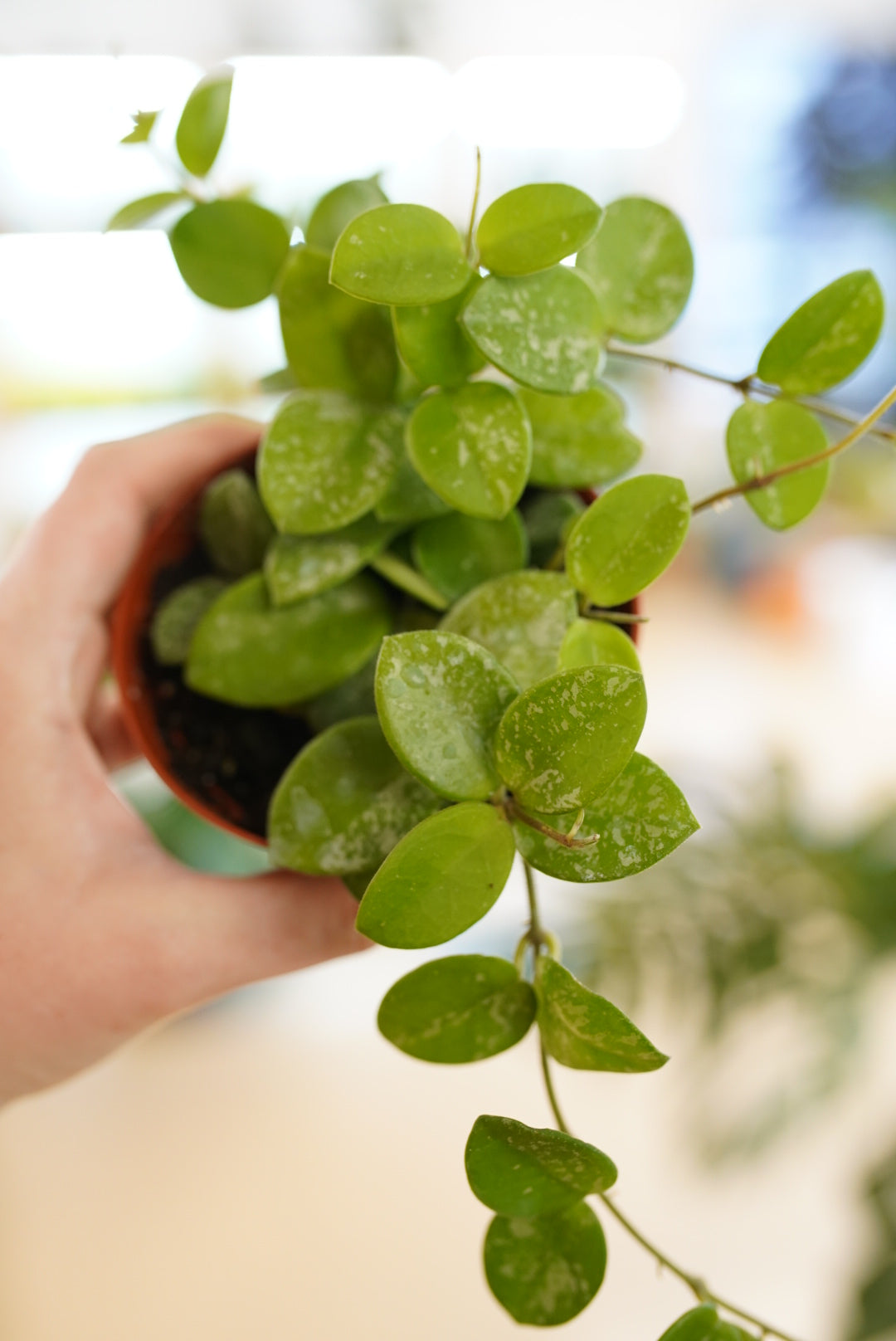 Hoya Mathilde Splash