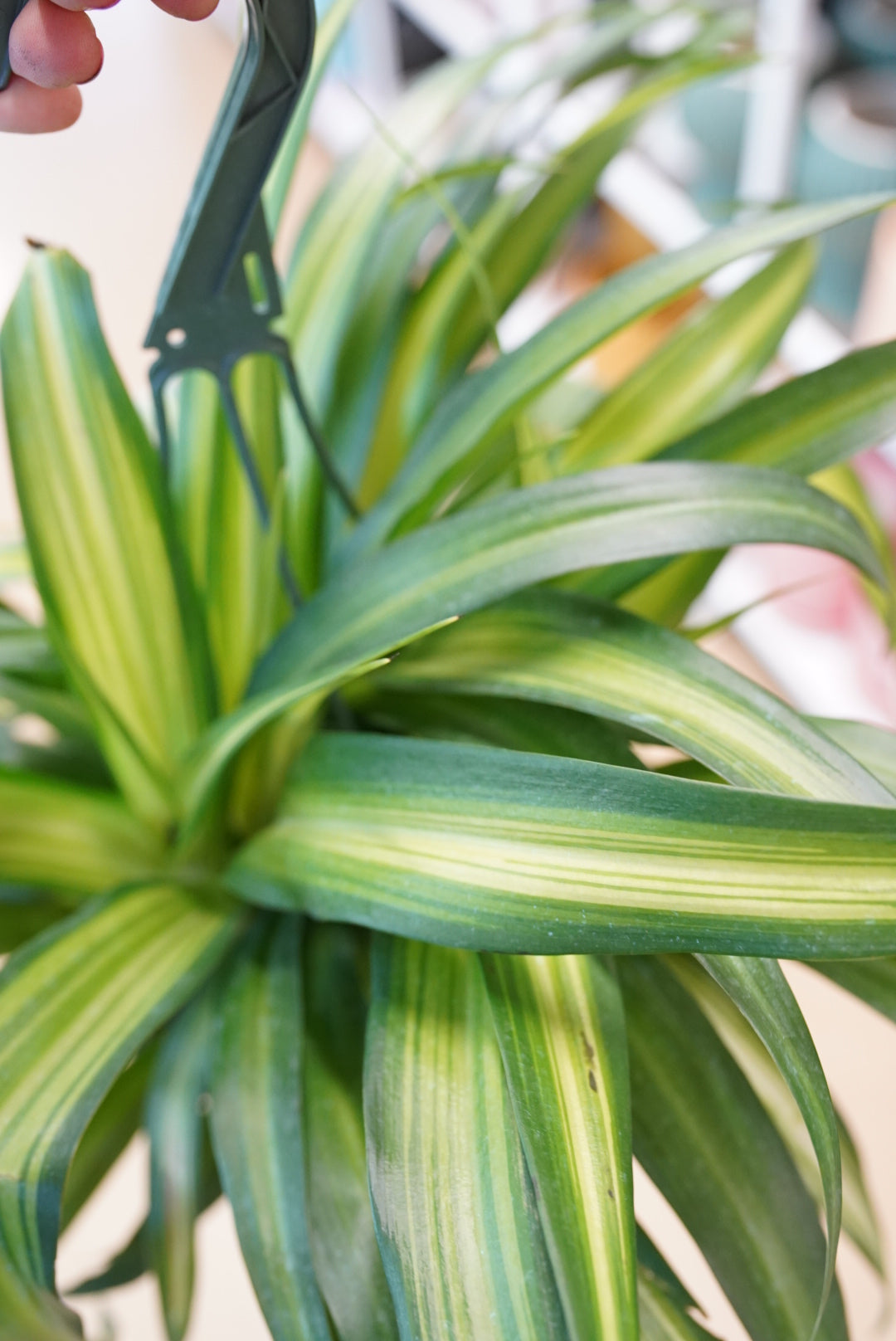 Hawaiian Spider Plant
