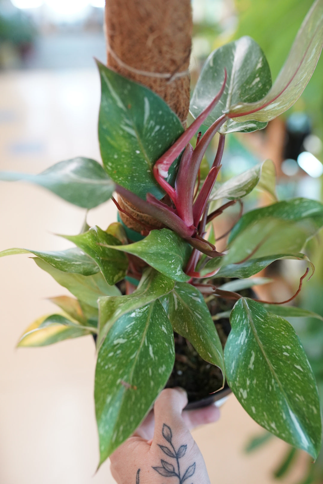 Philodendron White Knight Marble King