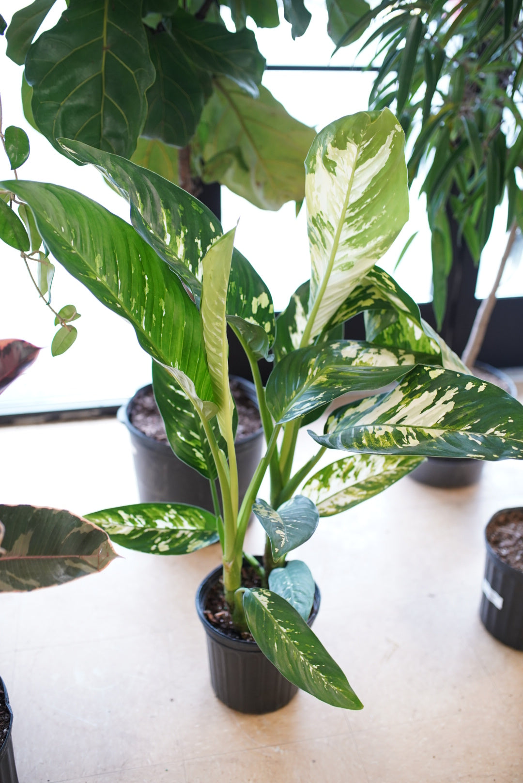 Dieffenbachia seguine 'Puerto Rico'