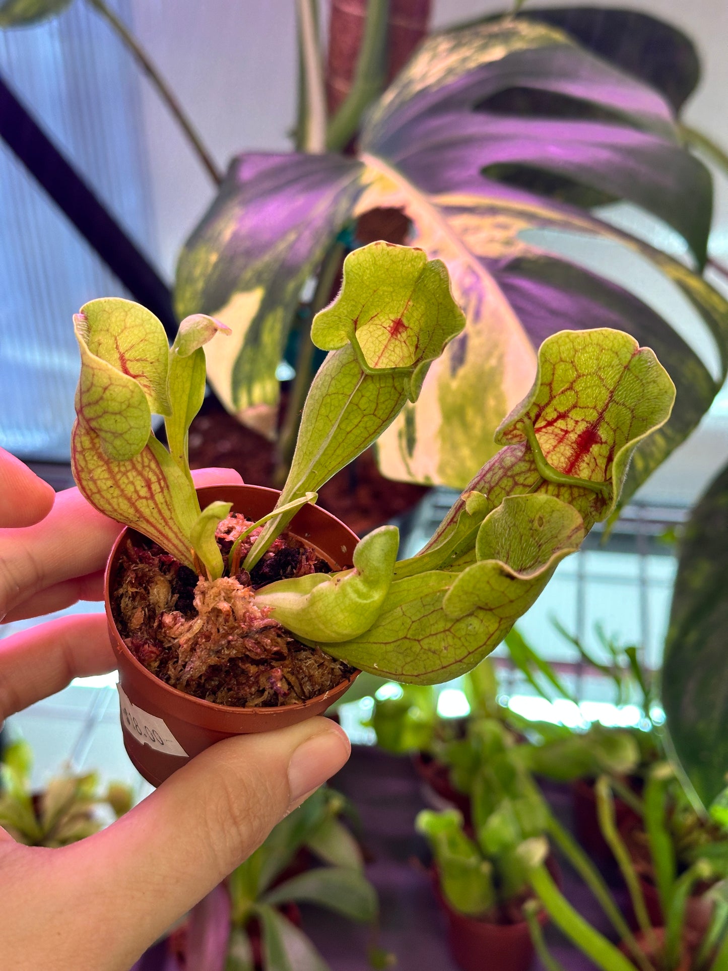 Sarracenia Pitcher Plants