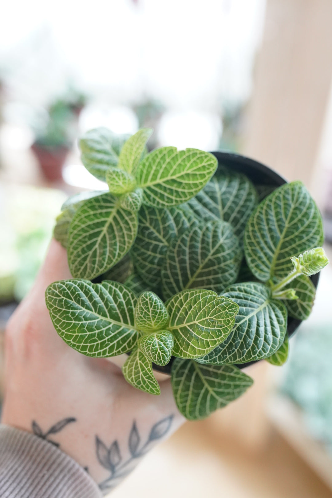 Fittonia 'White'